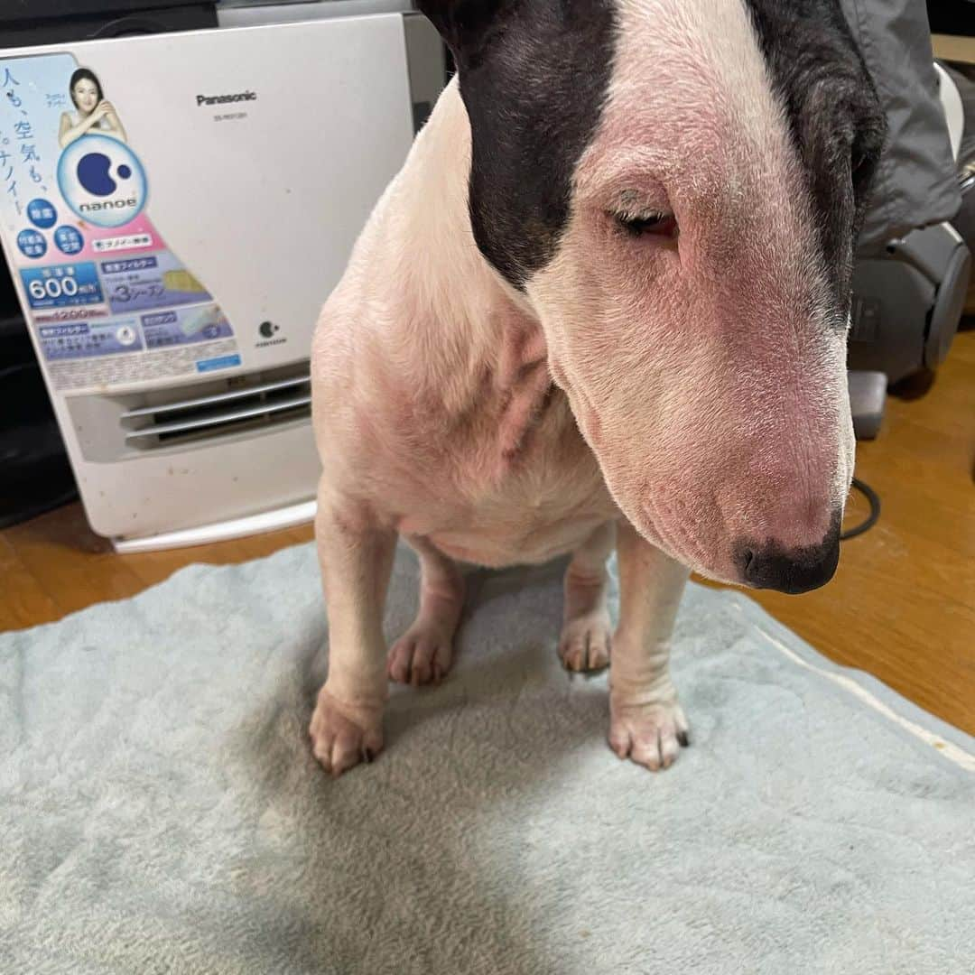 Q太郎さんのインスタグラム写真 - (Q太郎Instagram)「#minituru#bull#terrier#minibullterrier#miniturubullterrier#dog#dogstagram#cute#qtaro#love#family#ミニチュア#ブルテリア#ミニチュアブルテリア#Q太郎#まて#いちご」1月23日 17時41分 - qtaro.jun