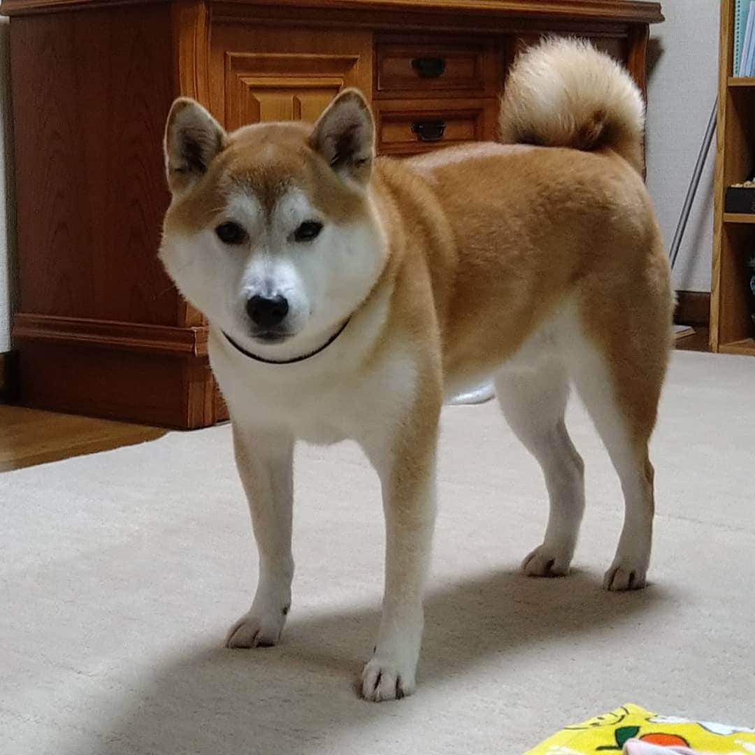 柴犬⭐️サスケのインスタグラム