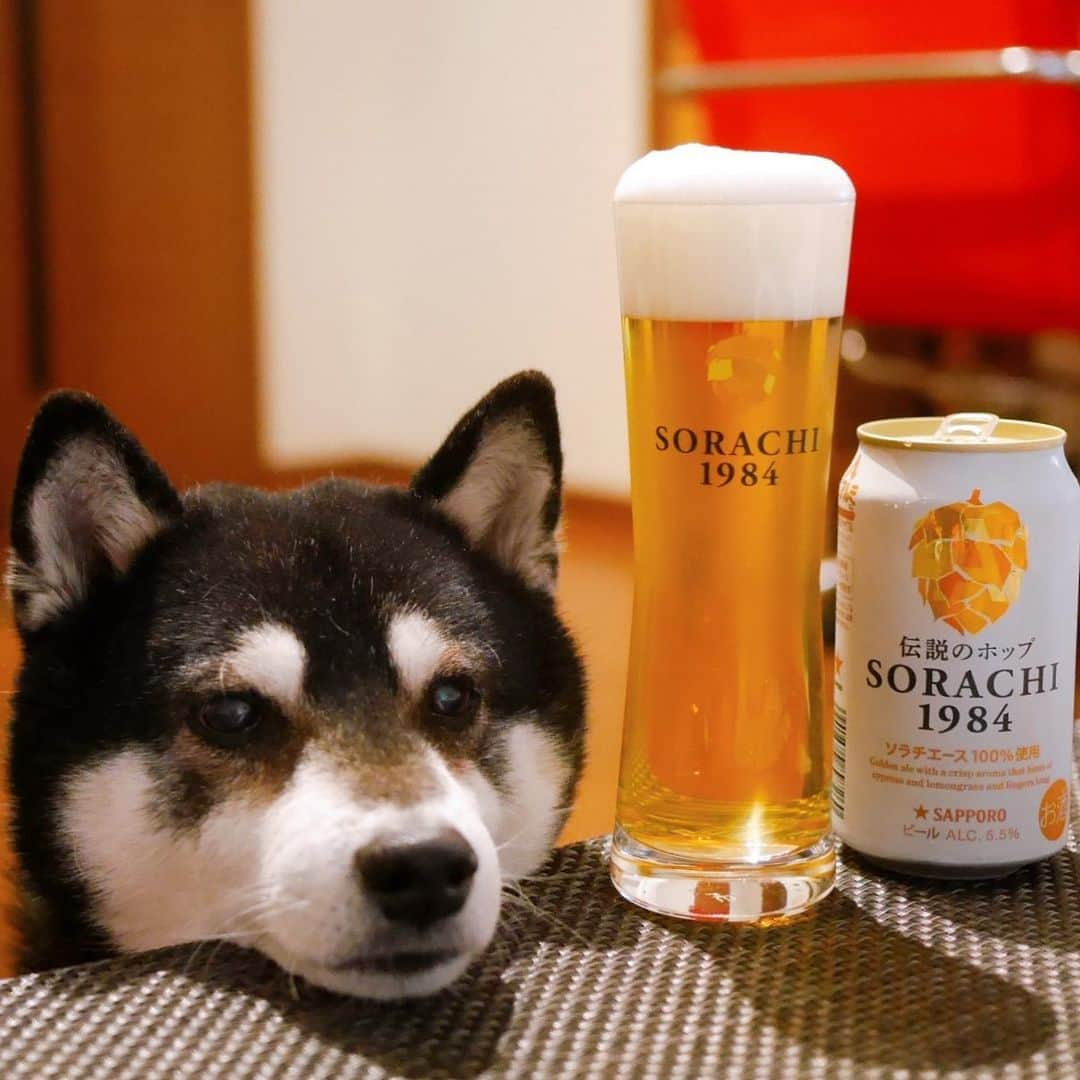 くろさんのインスタグラム写真 - (くろInstagram)「#🍺 #SORACHI1984 #オリジナルグラス #ミッションアンバサダー #SORACHI1984ミッションアンバサダー #ソラチエース #伝説のホップ #InnovativeBrewer #サッポロビール #sapporobeer #lovebeer #⭐️SAPPORO #乾杯をもっとおいしく #お疲れちゃんビール #目線の先にはおやつ #あごのせ犬 #黒柴 #柴犬 #イッヌ #わんこと一緒 #わんこのいる生活 #わんこのいる暮らし #柴犬と一緒 #柴犬のいる生活 #柴犬のいる暮らし #犬のいる暮らし #ふわもこ部 #ふわもこ部ワンコ #ふわもこ部わんこ #わんだフォ」1月23日 17時42分 - m6bmw