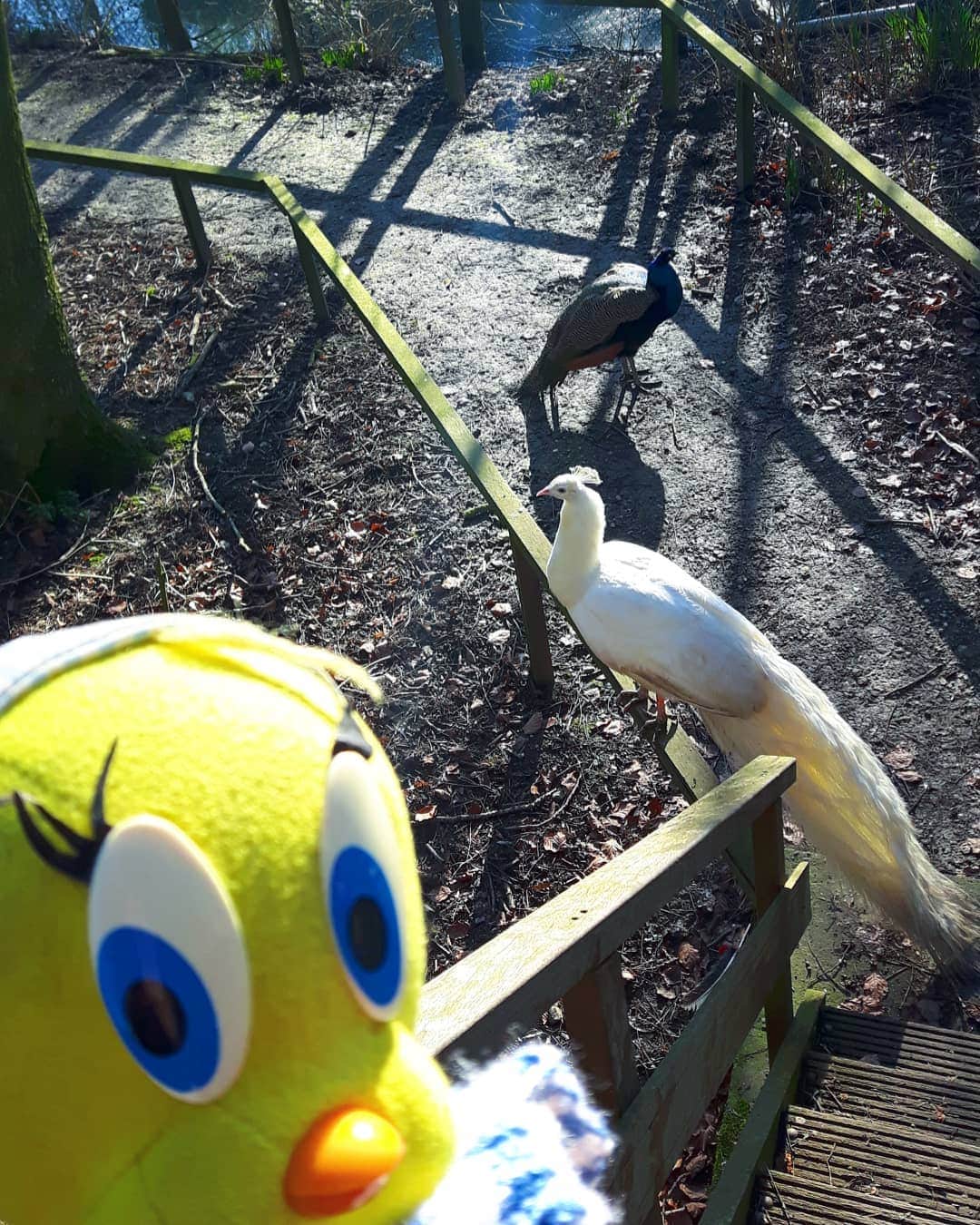 Little Yellow Birdさんのインスタグラム写真 - (Little Yellow BirdInstagram)「Look! I met two feathered friends! I tried to convince them to show me their tails, but they were not in the mood... #littleyellowbird #tweety #tweetykweelapis #adventures #yellow #bird #weekend #saturday #peacock #pauw #friends #walking #sunnyday #winter #january #stuffedanimalsofinstagram #plushiesofinstagram」1月23日 23時14分 - tweetykweelapis
