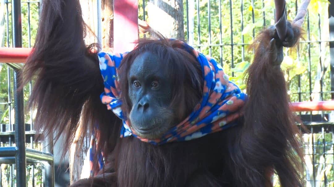 天才！志村どうぶつ園さんのインスタグラム写真 - (天才！志村どうぶつ園Instagram)「毛布大好きなオランウータンのウランちゃん🦧  敷いたりかけたり、結んだり… 実はこのハンモックもウランちゃんの自作⁉️ #みんなのどうぶつ園 #みんどう #らぶどう #豊橋総合動植物公園 #のんほいパーク #オランウータン #Orangutan」1月23日 18時01分 - minnano_zoo_ntv