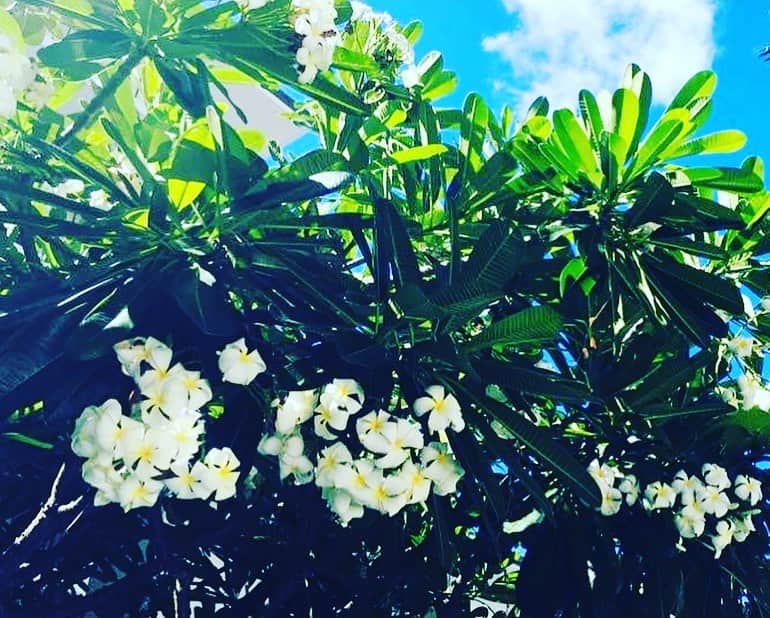 牛窪万里子さんのインスタグラム写真 - (牛窪万里子Instagram)「旅の思い出Part2はハワイ  コロナが終息したら行きたいハワイ  青い海を眺めながらゆっくりしたいな  本場のエッグベネディクトもまた食べてみたい…  旅の写真を眺めているとそのときの楽しい気分になり、アフターコロナが楽しみになります  1枚目の写真右上のQRコードを読みとって頂くと私のAmeba公式ブログの旅ページにリンクします！  #旅 #旅行  #旅行好きな人と繋がりたい  #海外旅行 #海外旅行好きな人と繋がりたい  #旅の思い出 #memories  #memory  #travel  #travelphotography  #ハワイ #hawaii  #ハワイ旅行  #ハワイグルメ  #amebaブログ  #アナウンサー」1月23日 18時13分 - mariko_ushikubo