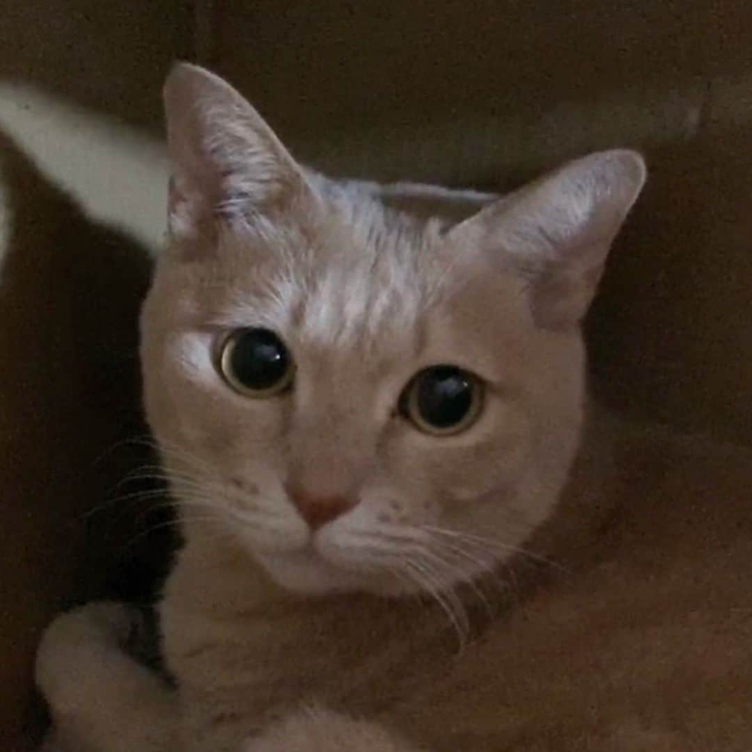 ひのき猫さんのインスタグラム写真 - (ひのき猫Instagram)「ダンボールに入ると、おめめくりくり💕」1月23日 18時10分 - hinoki.cute.kitten