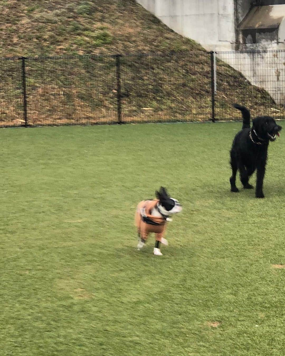 しなしさとこさんのインスタグラム写真 - (しなしさとこInstagram)「. . お嬢女子ですが凄い顔🤣 雨好きで沢山走りました 🌸🐕疲れてくると口横 から舌がビヨ〜ン笑👅 昼から雨予報で朝一ラン☂️ . .  #しなしさとこ #satokoshinashi #格闘技 #女子格闘技 #ジョシカク#黒シュナ #giantschnauzer #ジャイアントシュナウザー #シュナウザー #schnauzerworld #1歳犬 #シュナスタグラム #ドッグラン #大型犬のいる生活 #大型犬のいる生活#新横浜公園ドッグラン #新横浜公園#ボディアタック#しなしさくらお嬢」1月23日 18時32分 - shinashisatoko