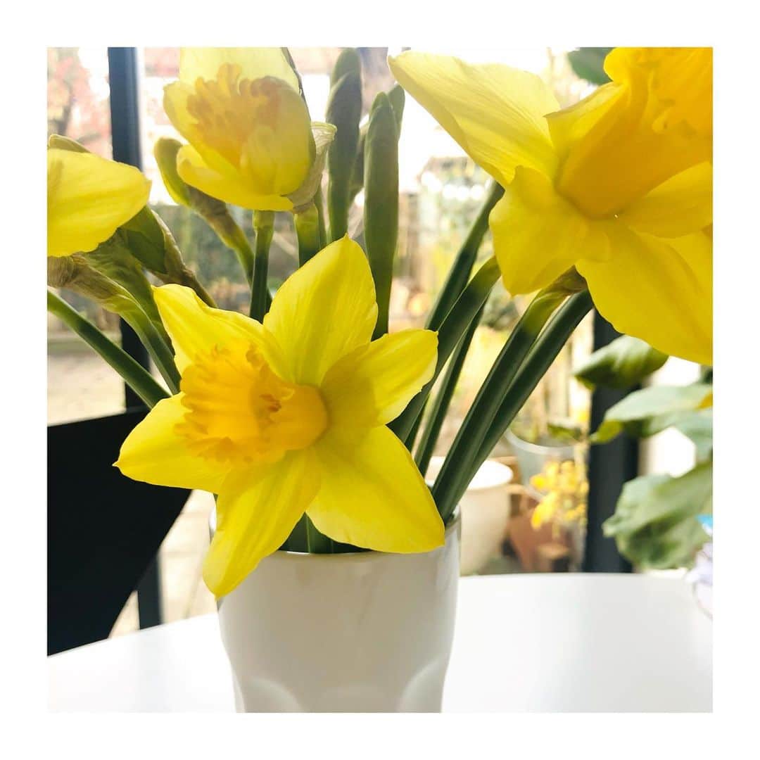 のインスタグラム：「Yayy happy weekend! I’ll share bit of spring feeling..🤩💛I’m missing so much the Columbia flower market @columbiaroadtraders 🥺🌸春が待ち遠しい#weneedspring #flowerpower」