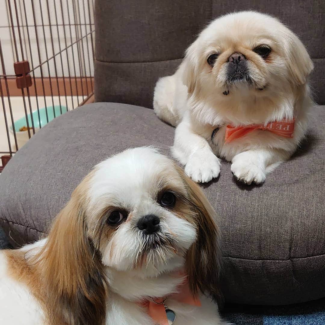 Kukkaのインスタグラム：「ええ、とりみんぐりましたとも。つかれましたとも。 (お風呂嫌いなにぴき)」