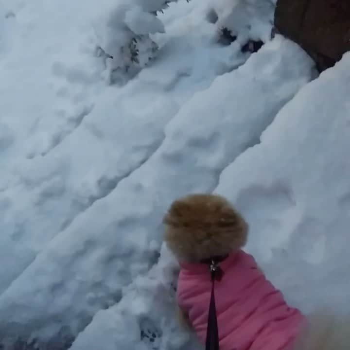 中野佑美のインスタグラム：「. 2018年I月の動画  明日はココなっつ地方も雪⛄️予報  2018年I月　大雪だったなぁーー 😱 こなっちゃん　埋もれてはねてる笑😂  . . #2018年大雪 #明日は雪予報  #ココなっつ  #トイプードル　#ポメラニアン　#pecotv  #いぬすたぐらむ  #埋もれるいぬ」