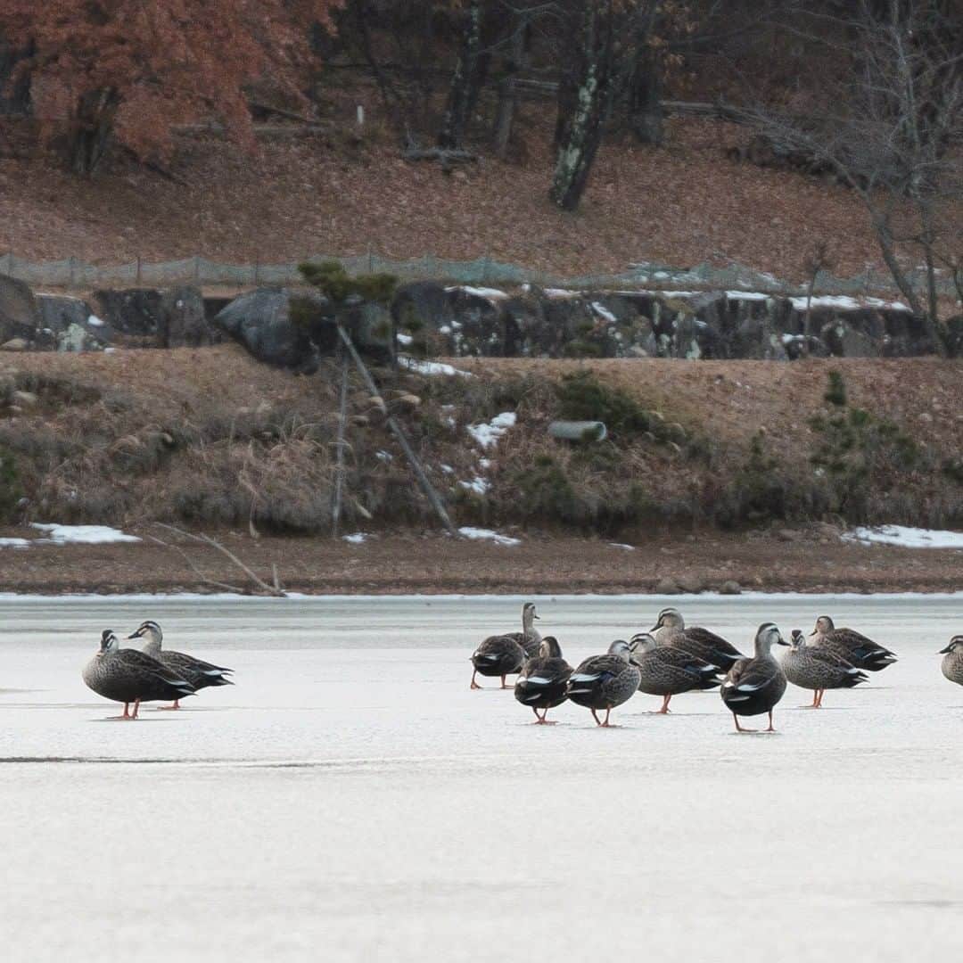 ヒラハルのグルメインスタ