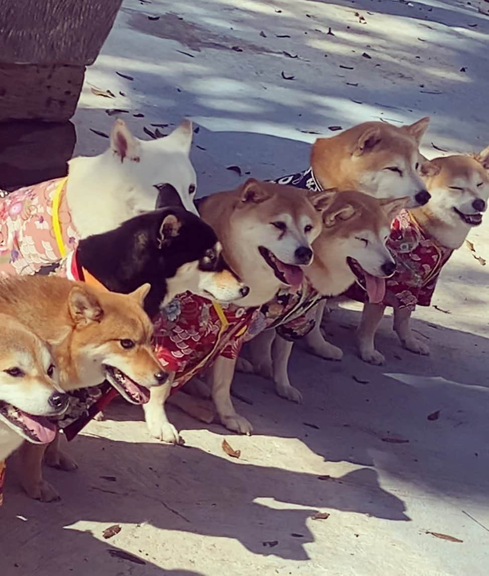 琳妲さんのインスタグラム写真 - (琳妲Instagram)「🐶🐾 ✨亞洲最大寵物主題新樂園✨  寵物泳池、休息、美食等各種寵物玩樂設施，不管是帶孩子來  還是毛小孩來，都可以玩得很盡興又療癒人心😍  歡迎各位帶自家品種狗狗來 單身狗 估狗 水狗 蘋狗 芒狗 火龍狗 奇異狗 🥭🥝🍎 - #愛玩客 #台中景點 #台中 #海灣樂世界 #毛小孩 #台中旅遊」1月23日 18時49分 - linda831212