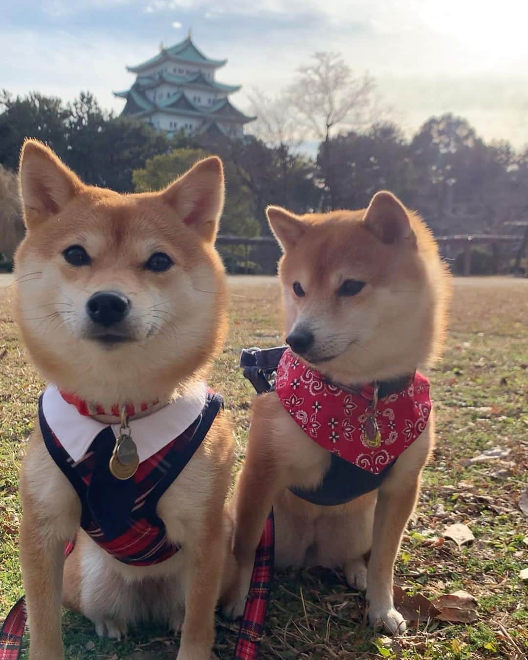 豆柴 サニーちゃんのインスタグラム