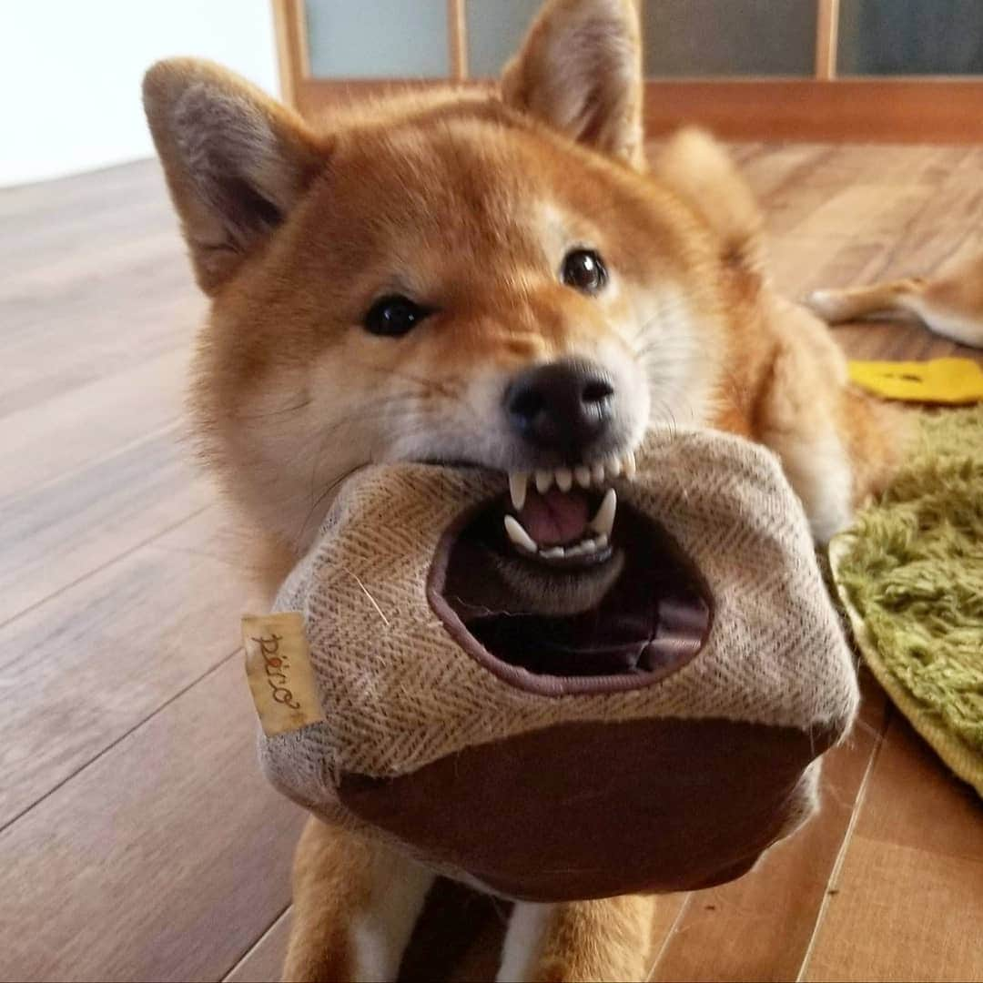 柴犬たま Shibainu Tamaさんのインスタグラム写真 - (柴犬たま Shibainu TamaInstagram)「ヤンチャな顔してるわ〜😂😂 ﻿﻿ Caption trans🇬🇧﻿﻿﻿﻿﻿﻿﻿﻿﻿﻿﻿﻿﻿﻿﻿﻿ He has the look of a naughty boy😂😂 ﻿﻿ #たま家族 #柴犬トロ #ヤンチャ #ヤンチャ坊主 #ムキッ歯 #残像 #ふわもこ #かなりひし形 #柴犬 #shiba #shibainu #shibastagram #犬 #dog」1月23日 19時06分 - tama7653