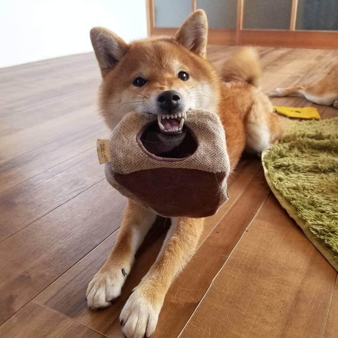 柴犬たま Shibainu Tamaのインスタグラム