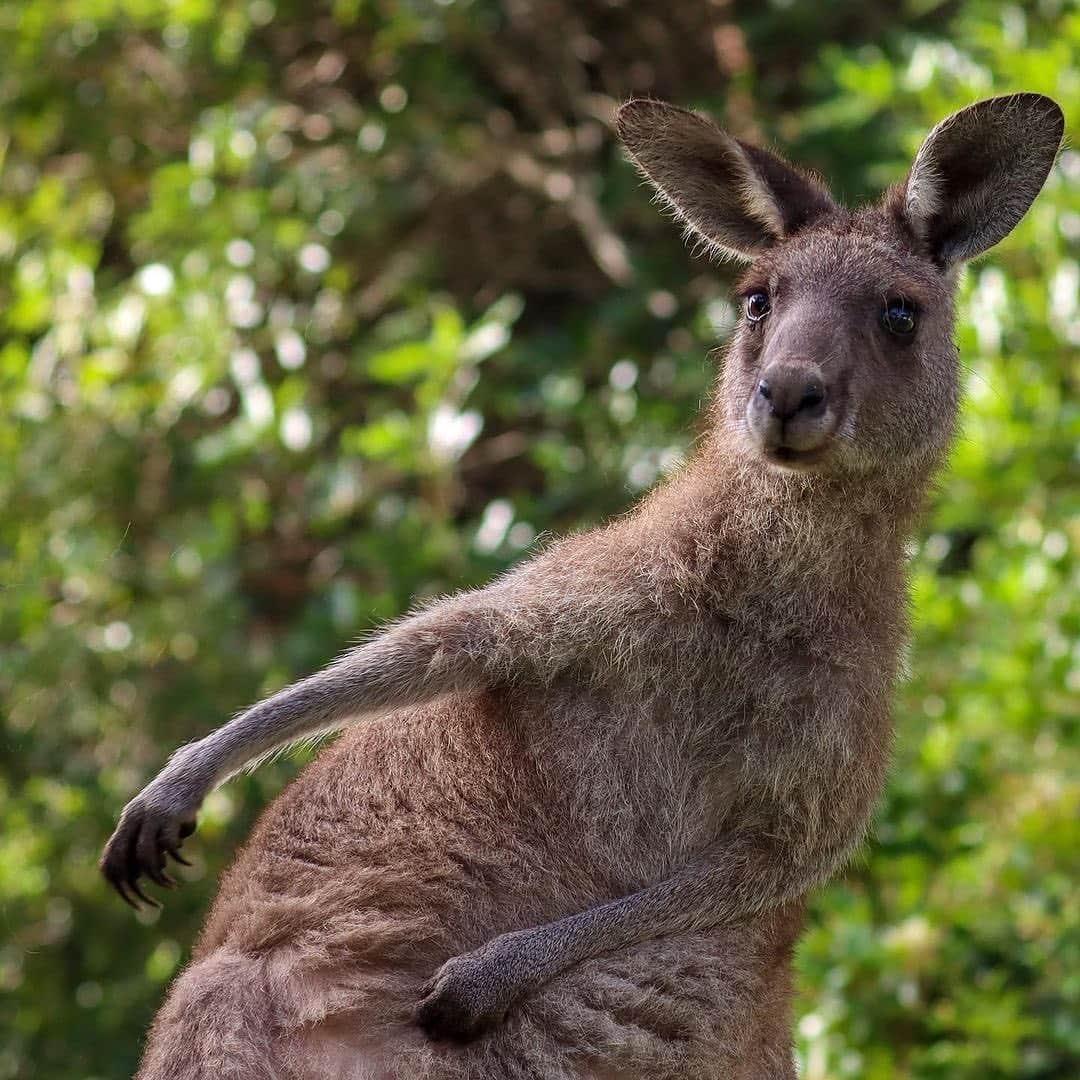 Australiaさんのインスタグラム写真 - (AustraliaInstagram)「Forget downward dog, sideways kangaroo is the all the rage 😂 🧘 @myaustralianativejourney snapped this gorgeous Kangaroo enjoying a bit of early morning yoga on #KirbysBeach in @visitshoalhaven. Located in the village of Berrara on the #SouthCoast of @visitnsw, #KirbysBeach is just one of 109 stunning beaches in the #Shoalhaven region (yep, 109!), which are surrounded by stunning National Parks and forests. TIP: If you like the sound of venturing down your own private track to the ocean, we suggest spending a night or two at @kirbys_beachhouse to wake up with nature at your doorstep. #seeaustralia #shoalhaven #visitnsw #kangaroo #holidayherethisyear」1月23日 19時01分 - australia
