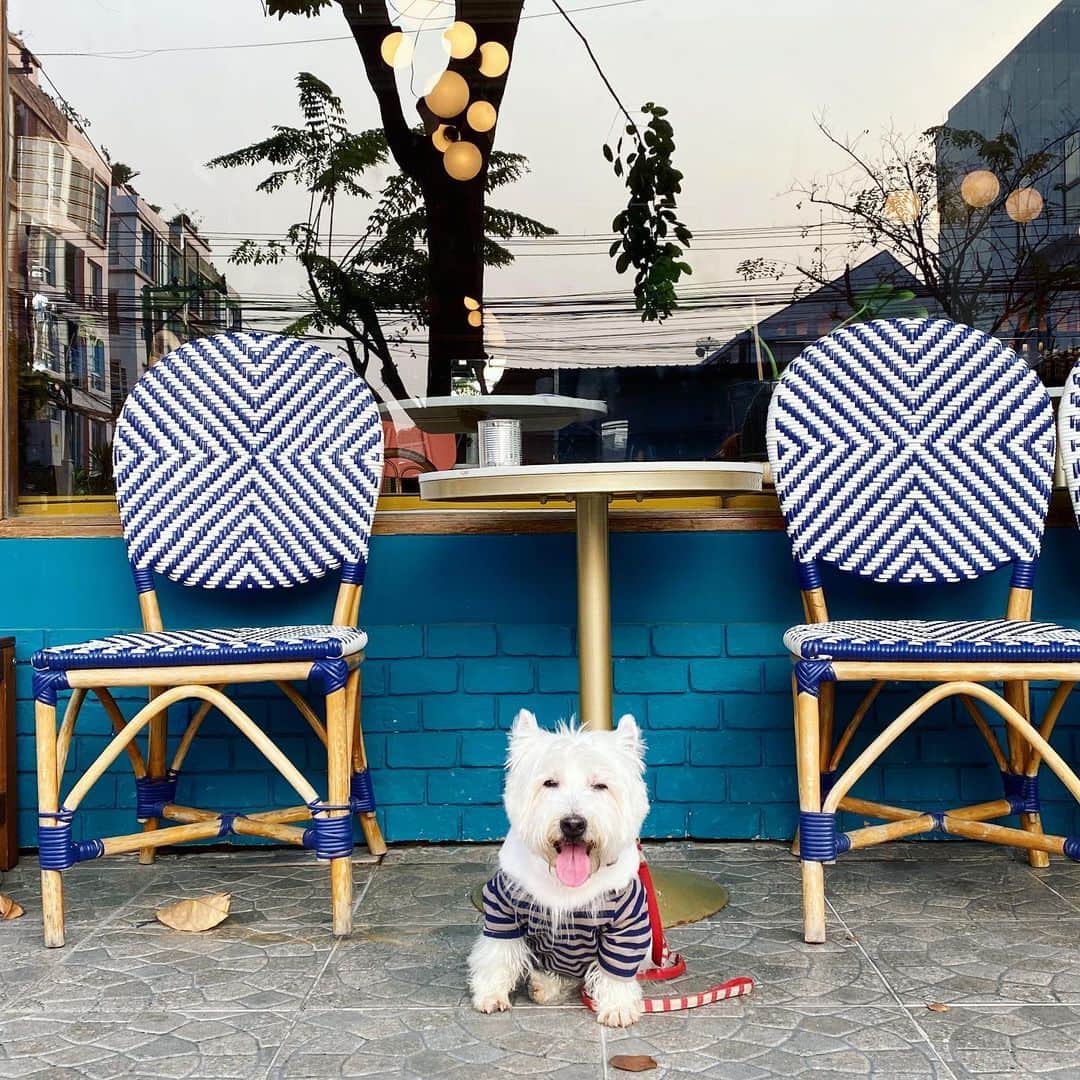 Hoykong&Plamuekのインスタグラム：「Around the neighborhood  #plamuek_westies」