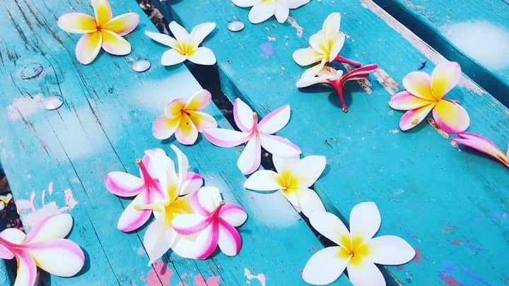 石野千尋のインスタグラム：「Sounds on 📣 🕊 Plumeria @ Koko crater botanical garden  . かわいいブルーのテーブルに落ちていた色とりどりのプルメリア。木漏れ日とかわいいお花が目の前にあったら、撮らずにはいれない！最後は鳥さんも参加してくれたよ♬ 音ありでぜひ！ . #hawaii #honolulu #oahu #island #trip #hawaiitrip #flower #photographer #kokocrater #kokocraterbotanicalgarden #botanicalgarden #photo #tripphoto #sea #beach #shotbyiphone #旅 #旅写真 #ココクレーター #ハワイ #🌺」