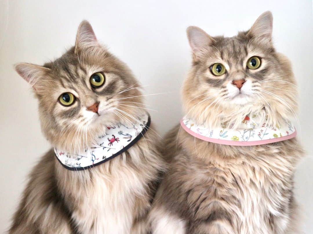 nocoaのインスタグラム：「． カメラ目線🐱🐱 ． リバティ柄スタイ、明日21時から販売します。 後ろ側にリボンがついていますが、前にリボン側を向けても可愛いです♡  リバティ柄って本当可愛い🤤✨  #nocoacat  #ロイサラ成長記録  #グレー猫#猫#ねこ#ねこ部#cat#topcatphoto#にゃんすたぐらむ#catsofinstagram#DailyFluff#WeeklyFluff#instacat_meows#ペコねこ部#猫のいる暮らし#9gag#meowed#サンデイ#picneko#猫とインテリア#兄妹猫」