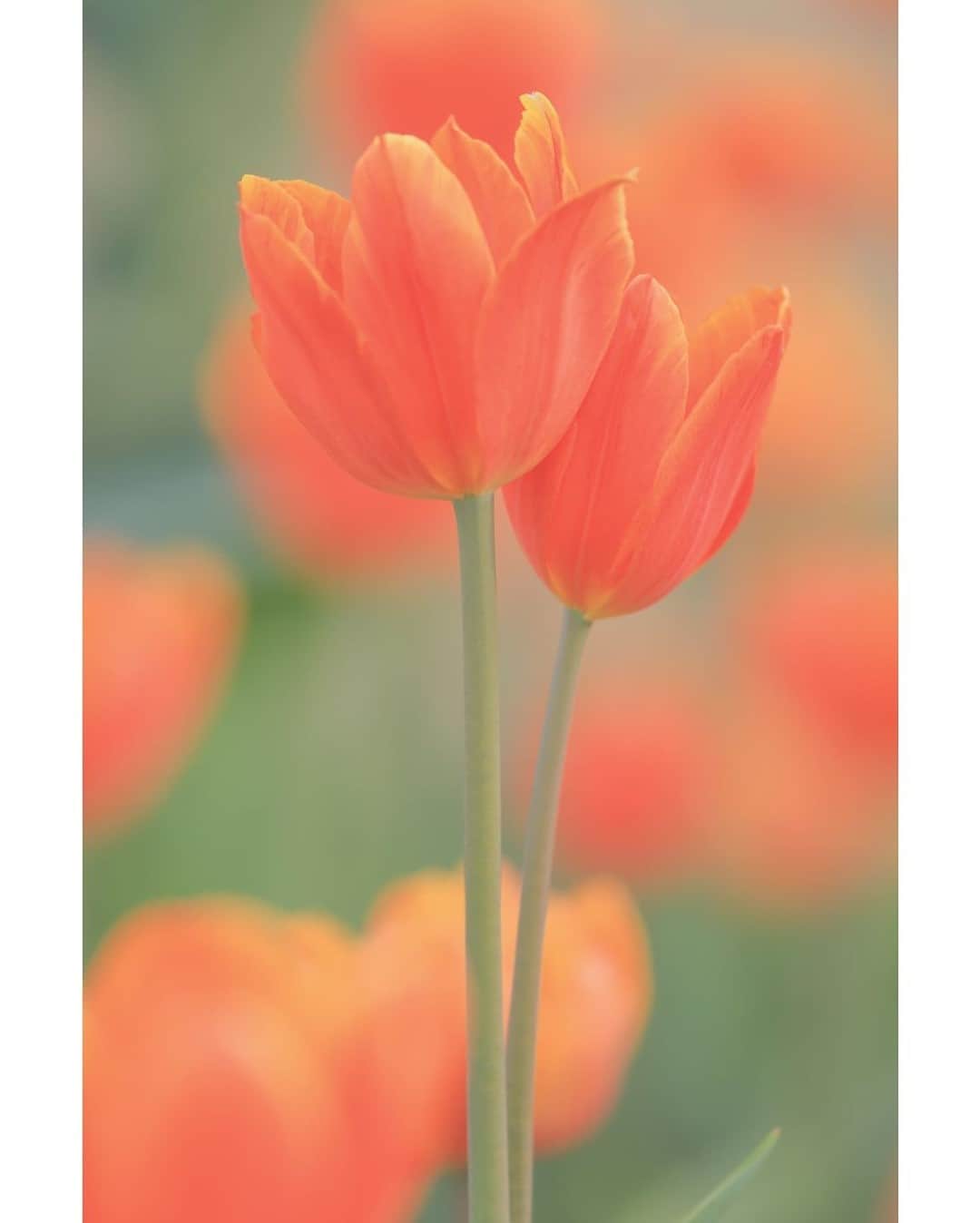 花の写真館のインスタグラム：「Photo by 落合 俊哉.⠀ .⠀ Original Post[投稿いただいたURL]⠀ https://www.facebook.com/photo.php?fbid=1615666338618023⠀ .⠀ 本アカウントは、 #私の花の写真 をつけてInstagramに投稿された皆さまの花の写真や、「花の写真館」Facebookページで投稿された花の写真を紹介します。⠀ 「花の写真館」Facebookページは、「 @floral.photograph 」のプロフィールにあるURLからご覧ください。⠀ .⠀ ※各自、政府、自治体など公的機関の指示に従った行動をお願いします。⠀⠀ 東京カメラ部および分室では、写真を「見る楽しみ」を提供することを通して、微力ながら皆様にわずかな時間でも癒しをお届けしたいと思っております。⠀ ※本アカウントは東京カメラ部がFacebook、Instagramのサービスを利用して運営しているもので、Facebook社・Instagramとは一切関係ありません。⠀ .⠀ #花の写真館 #floralphotograph #floralphoto #flower #flowers⠀ Follow: @floral.photograph」