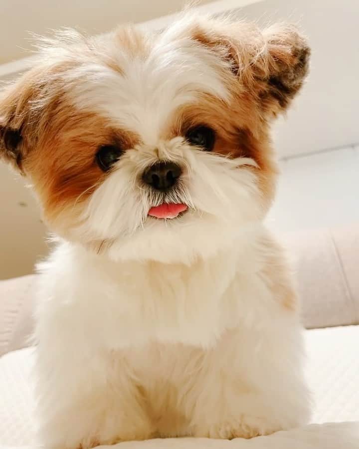 水嶋はちのインスタグラム：「Oops!I dropped my cookie 🥺🍪💔 * * ボクのボーロちゃん、落ちちゃった😣😖 * * #はち #HACHI #シーズー大好き部 #ボクのボーロちゃんシリーズ」