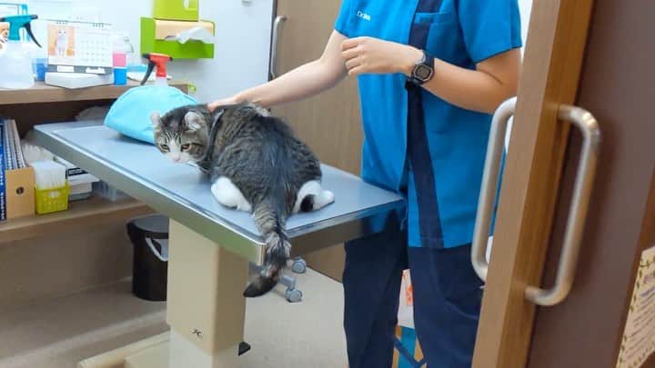 スノーのインスタグラム：「We have been inactive for quite a while. Snow was diagnosed with mast cell tumor last summer, and underwent a surgery.  • Meanwhile I had mild depression, and time was not easy for us. • Sometimes time is not easy for everyone of us. But let’s have some hope and little faith. Snow recovered well after the surgery, please don’t worry. Many Thanks to you who worried about us. そしてM先生、本当にありがとうございました。 ・ #meowed #catsofinstagram #cats_of_instagram #catstagram #tumor #cat #cats #kucing #gato #chat #catloversclub #catlover #9gag #weeklyfluff #kedi #katze #kawaii #neko #instagramjapan #고양이 #кот #แมว #猫 #ふわもこ部 #ペコねこ部」