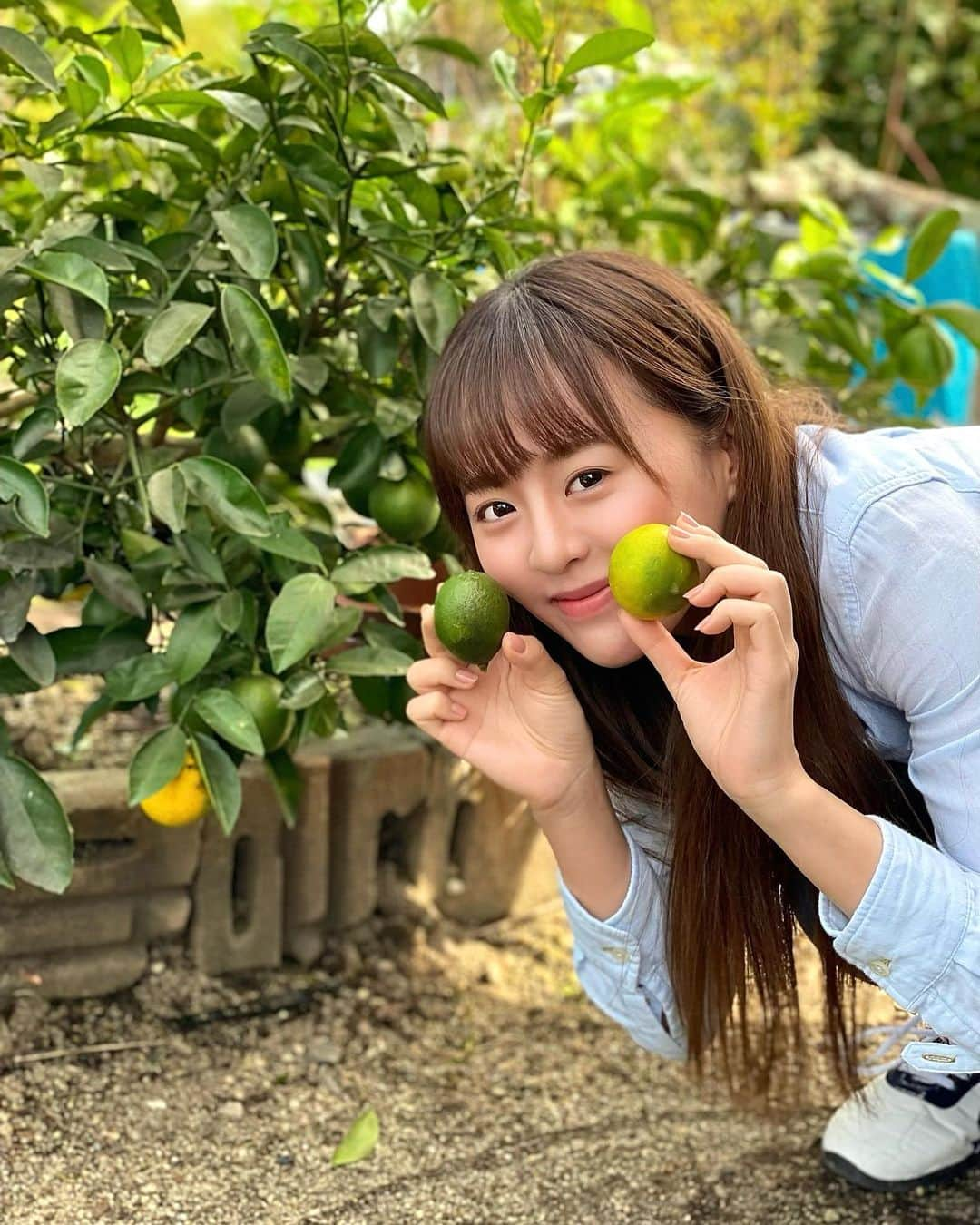 真衣ひなのさんのインスタグラム写真 - (真衣ひなのInstagram)「安否確認👮🏻🚨 『今から安否確認をします』 家族から連絡があり、 まもなくして電話がかかってきました。 元気にしてますか？ と聞かれて、 元気です以外の返事をしたこと無いですが 安心してね、ちゃんと元気です☺︎ 写真は去年の。祖父母の檸檬🍋 去年は私の中で空前の檸檬ブームでした！ そうそう、弟が初めての陶芸で亀を作り、 ２作目でお茶碗を作り、 ３作目で巨大な花瓶を作ったそうで 才能しか感じないのですが 姉バカでしょうか😅  離れていて、なかなか会えないけれど。 お互いに元気なら、万事良し！！ 次は私から連絡しなきゃね。  親愛なる皆さま お元気ですか？？？🏋🏻‍♀️ . #安否確認 #最初何事かと思った #無事を伝え合える時代に感謝だね #心も体も #元気モリンチョでいきましょう」1月23日 20時10分 - hinano_mai