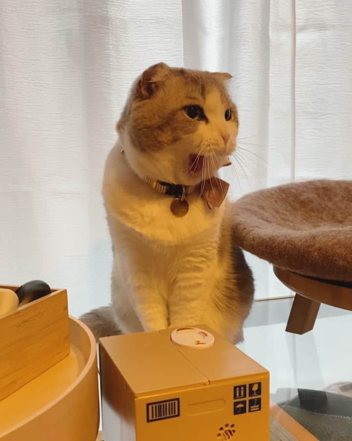 ohshima_moaのインスタグラム