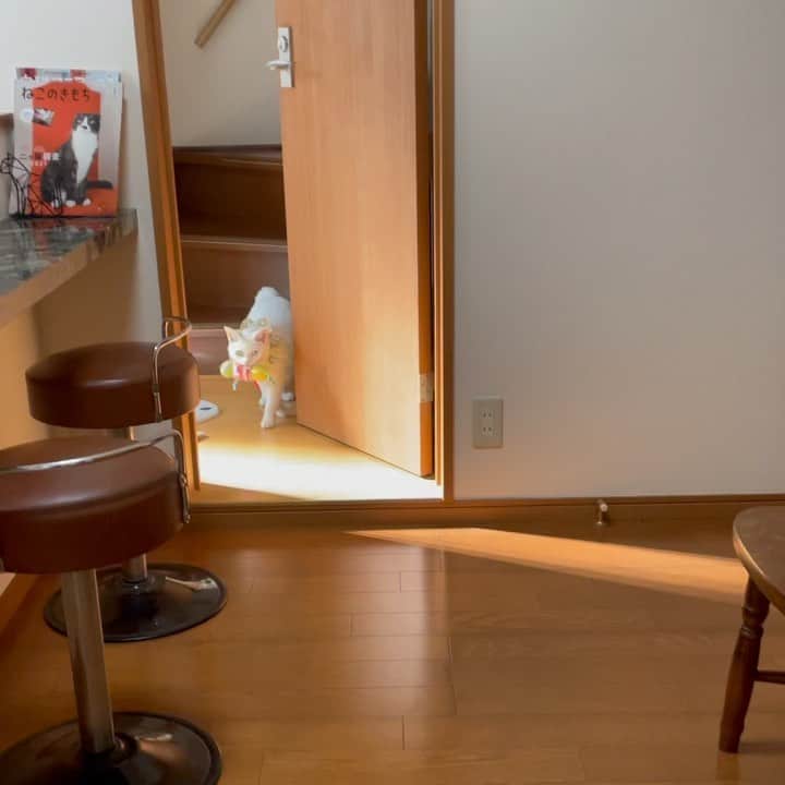 maimocotoのインスタグラム：「今日もおもちゃの配達に忙しかったこっちゃん🐛 この部屋でチコとチビたちと遊んでたら持ってきてくれたよ💨 ＊ ＊ 『あかちゃんたちどこなの〜？そろそろ一緒におひるねだから、むかえにきたの、あたち』 ＊ ＊ 〈お知らせ〉 明日の20時に　#ザビエル首輪 のウェブショップをOpenする事が出来そうです。私の茨城の保護活動仲間 @fuuchannel ちゃんが保護してくれてるわたあめ君。事故なのか虐待なのかは不明ですが、なんと、顔に穴が開いてしまっていました。。先日無事に手術が終わって入院を経てお家に戻って来ましたよ❤︎（３枚目）手術代が高額なので、売上から寄付したいと思っています。今回寄付金付きなので少し値段が上がっていますがご協力いただける方、よろしくお願いします🙇‍♀️コロナが落ち着いたらわたあめ君に会いに行くのが楽しみ♪ いつものbaseのショップです。URLはストーリーズにつけておきますね🌼」