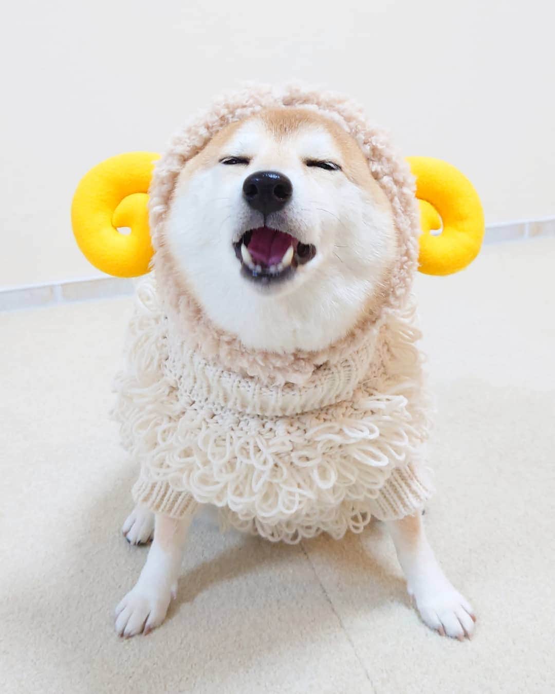 ちゃみさんのインスタグラム写真 - (ちゃみInstagram)「. 🐏🐶　チャミ羊になりました🙈❤️ ❷後ろ姿も🐏 ❸歩く🐏 このもしゃもしゃセーター そうめんにも見えてきた🤭笑 . #柴犬#しばいぬ#犬#愛犬#いぬのいる暮らし#癒し#shibainu#shiba#dog#sheep」1月23日 20時27分 - shiba_charmy