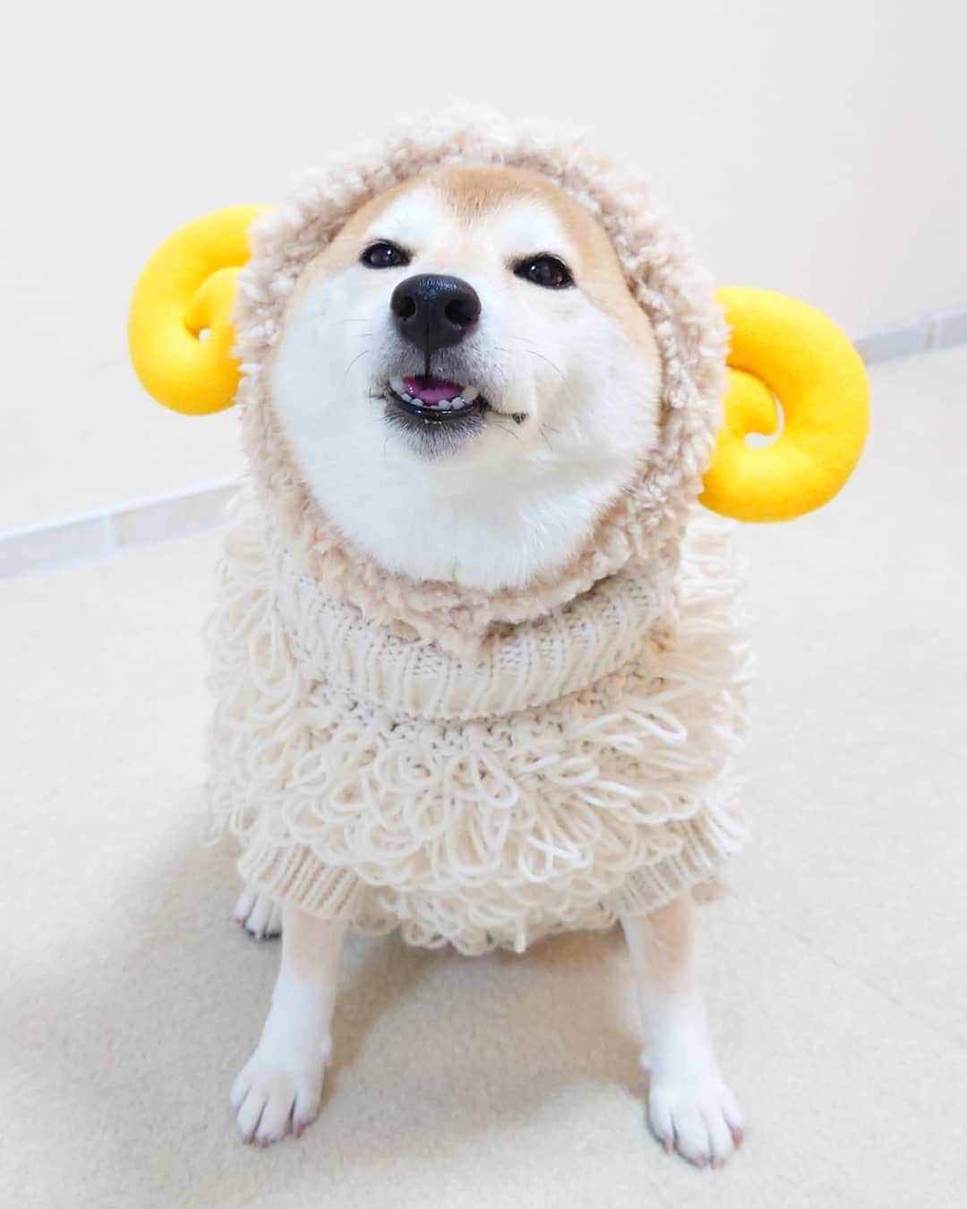 ちゃみさんのインスタグラム写真 - (ちゃみInstagram)「. 🐏🐶　チャミ羊になりました🙈❤️ ❷後ろ姿も🐏 ❸歩く🐏 このもしゃもしゃセーター そうめんにも見えてきた🤭笑 . #柴犬#しばいぬ#犬#愛犬#いぬのいる暮らし#癒し#shibainu#shiba#dog#sheep」1月23日 20時27分 - shiba_charmy