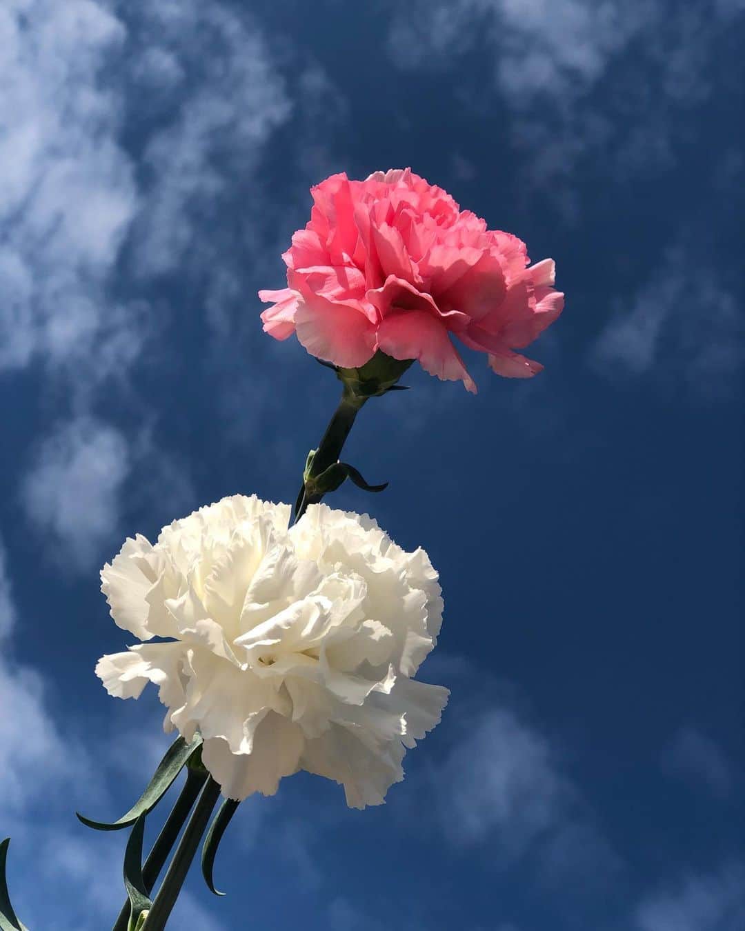 天玲美音さんのインスタグラム写真 - (天玲美音Instagram)「可愛いお花 #カーネーション  花言葉は... #気品 ですよん💓 By #天玲美音 . . #青空とカーネーション #美音の撮る花 #空 #青空 #skylover  #skyflowers #lovesky #skylover #sky_lover  #sky_lovers  #空が好き #花が好き #pink #white #flowerstagram  #静岡県 #花の都 #shizuoka #エレガンス #フラワー #花のある暮らし #花のある生活 #花木のある暮らしを  とっても茎が長くてしっかりしているんです！ それにしても 一瞬で心惹かれました☺️」1月23日 20時32分 - miontenrei
