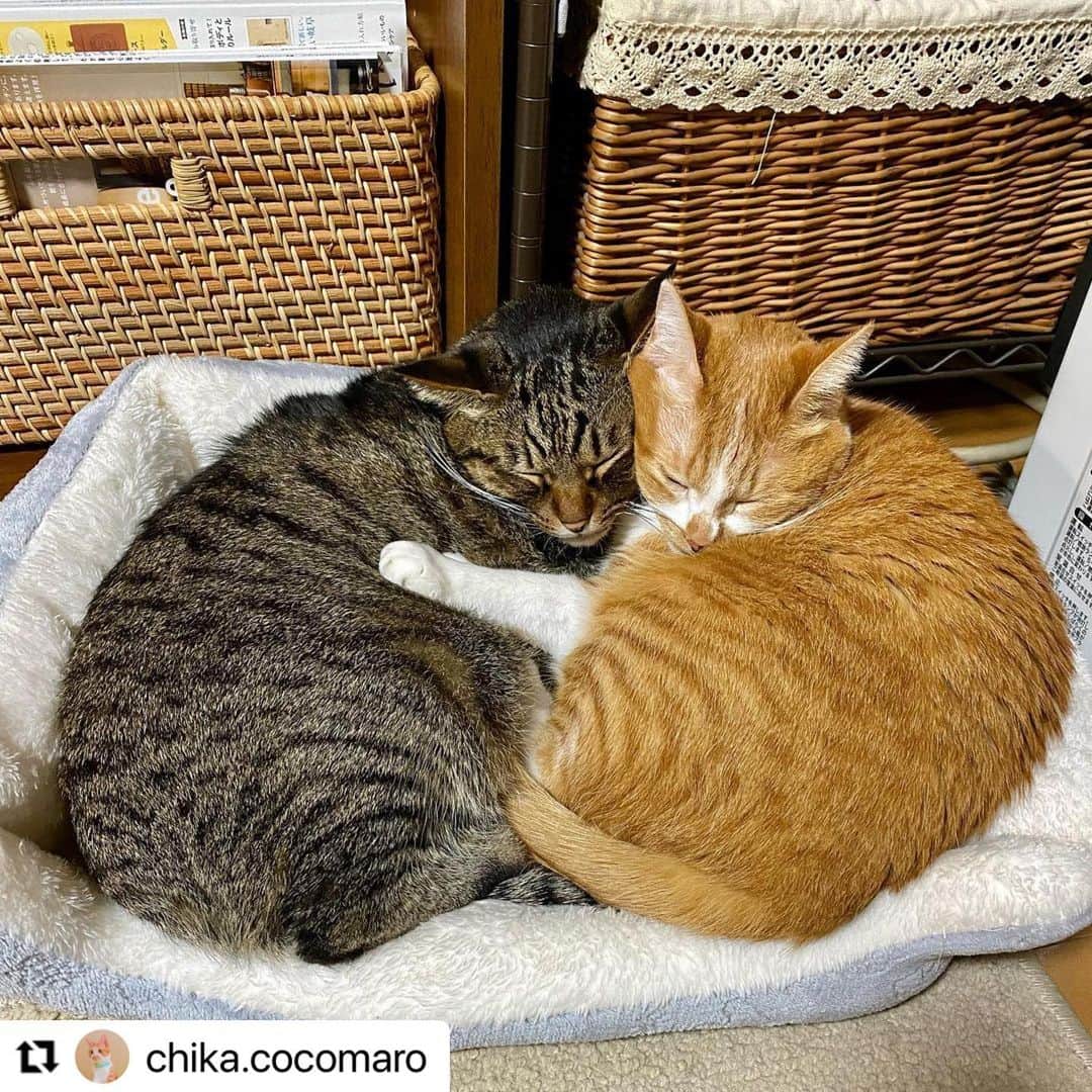 【公式】いぬのきもち・ねこのきもちのインスタグラム：「#Repost @chika.cocomaro さんのcocoくんとマロンちゃん。  寒くなると マロンちゃんが 温めて💕って くっついちゃうんだって😊  仲良し❤️ 羨ましい❤️❤️  ハッシュタグ #いぬのきもち #ねこのきもち に投稿いただいた可愛い写真をご紹介しています！ 「いぬのきもちWEB　MAGAZINE」、「ねこのきもちWEB MAGAZINE」でもご紹介させていただくことも！  -------------------  .  #ねこ #猫  #ねこすたぐらむ #ねこのきもち #ねこ好き #ねこと暮らす #ねこ好きさんと繋がりたい #猫好きな人と繋がりたい #猫がいる生活 #猫と暮らす#猫好き #cat #catstagram #catsofinstagram #cats_of_instagram」