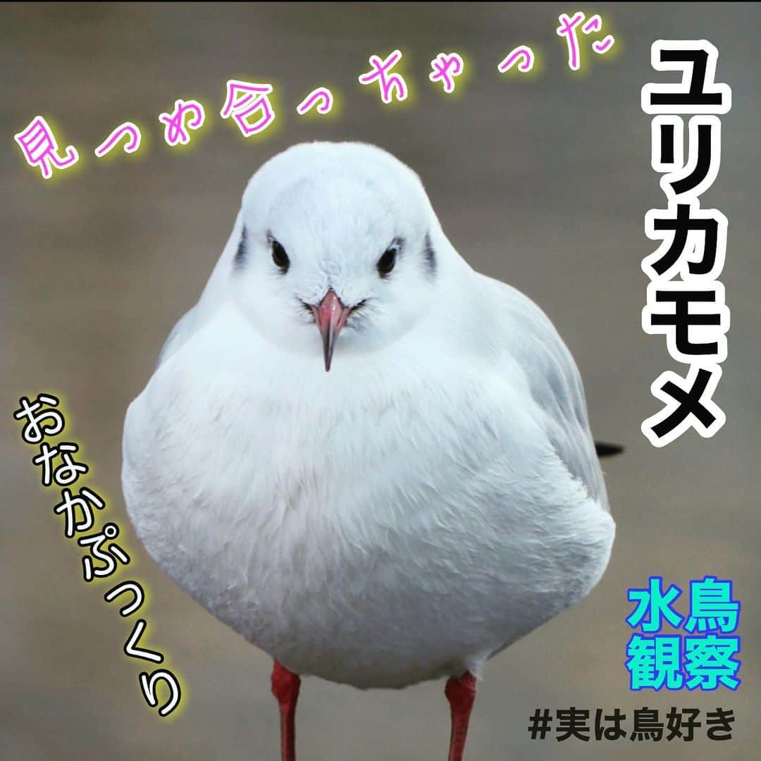 藤田大介さんのインスタグラム写真 - (藤田大介Instagram)「今しか見られない渡り鳥。 飛んできた11月は痩せていたけど 沢山食べてまるまると太ってきた。 いつまでも見られる愛らしさ  #lovely_birds  #ユリカモメ #black_headed_gull #東京にやってくる渡り鳥 #水辺の鳥の観察は娘の趣味 #子供に教えられることばかり  #鳥を撮影する時は一眼レフ #鳥兄ちゃん藤田大介アナが撮る」1月23日 20時50分 - fujita.daisuke_ntv