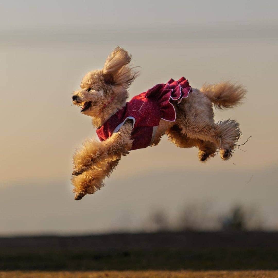 PECO いぬ部さんのインスタグラム写真 - (PECO いぬ部Instagram)「「あの飛行物体は…！？」 . #飛行物体の正体は #Shellyちゃん😳✈ #犬も空を飛ぶ日が #きたんだな…🌈✨ #なんてロマンチック💕  素敵な投稿してくださったのは… @shelly.hasegawa さん 他にも素敵なお写真がたくさんあるので、ぜひ遊びに行ってみてくださいね♪  #pecoいぬ部 をつけて投稿すると… PECOのSNSで楽しくご紹介させていただきます😋  #犬 #犬バカ部 #いぬら部 #いぬ部 #わんこ #いぬ #instadog #ilovemydog #ilovedog #dogstagram #dogsofinstagram #doglife #mydogiscutest #todayswanko #doglover  #いぬすたぐらむ #犬のいる暮らし #飛行物体 #躍動犬 #トイプードル #宙犬 #飛行犬」1月23日 21時00分 - pecodogs