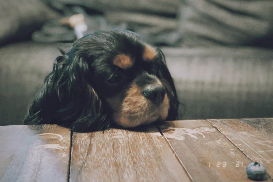藤田敦子のインスタグラム：「ㅤ 👀視線の先には…🫐www そんな顔せんでよ🤣 本当に可愛い🐶💕 ㅤ #保護犬 #元保護犬」