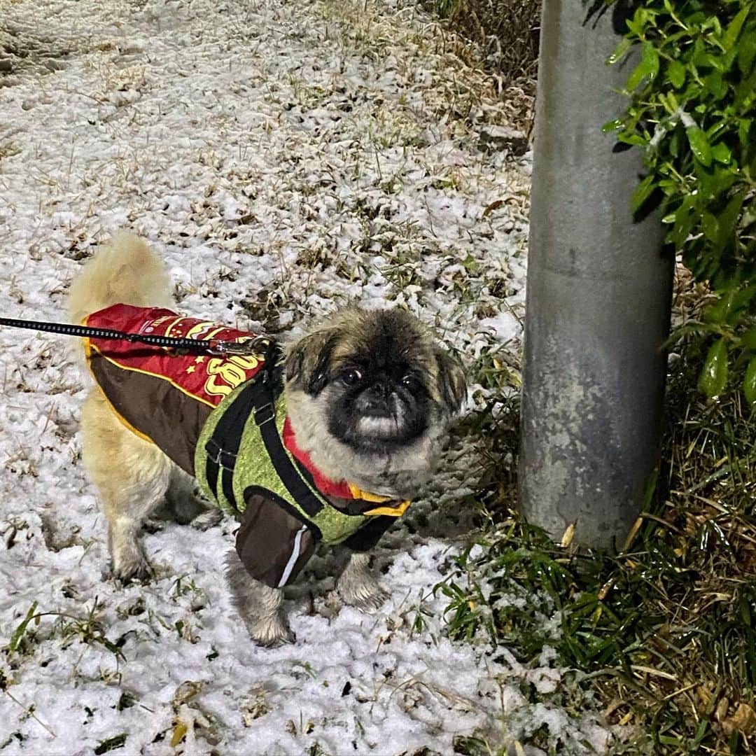 神谷えりさんのインスタグラム写真 - (神谷えりInstagram)「お外は雪だから って、説得したけど 失敗  気にしない  #杏子 #あんこ #保護犬 #ペキニーズ #雪の中の散歩 #帰りたい」1月23日 21時19分 - erikamiya