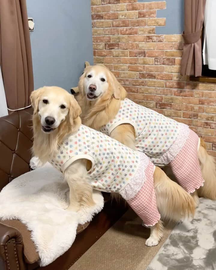 まゆみのインスタグラム：「。 。 I asked Aarun and Penpenco to make pajamas!  Rabbit pattern this year 。 。 あたらしーパジャマー🤣💖🐶🐶💖 。 去年？のひよこちゃんは にーちゃんずから評判よかったので 今年も注文🤣 うさちゃんも可愛いー😂🐰 この柄のエプロンあったような気がする… いや、あるはず！ トータルコーディネートできるじゃんねー😂 。 。 @monethiare  。 #あーペーパジャマ2021 #あーペーガールズコレクション #うさたん #かわええ #まだあるらしーよ🤣 。 。 #ゴールデンレトリバー#goldenretriever#dog#犬#あーるん#golden#retriever#doglover#insta_dog#ぺんぺん子ちゃん#welovegoldens#Instagram#Instagramjapan#Instagramdogs#9gag#dogstagram#dogsofinstagram#dogs#doggy」