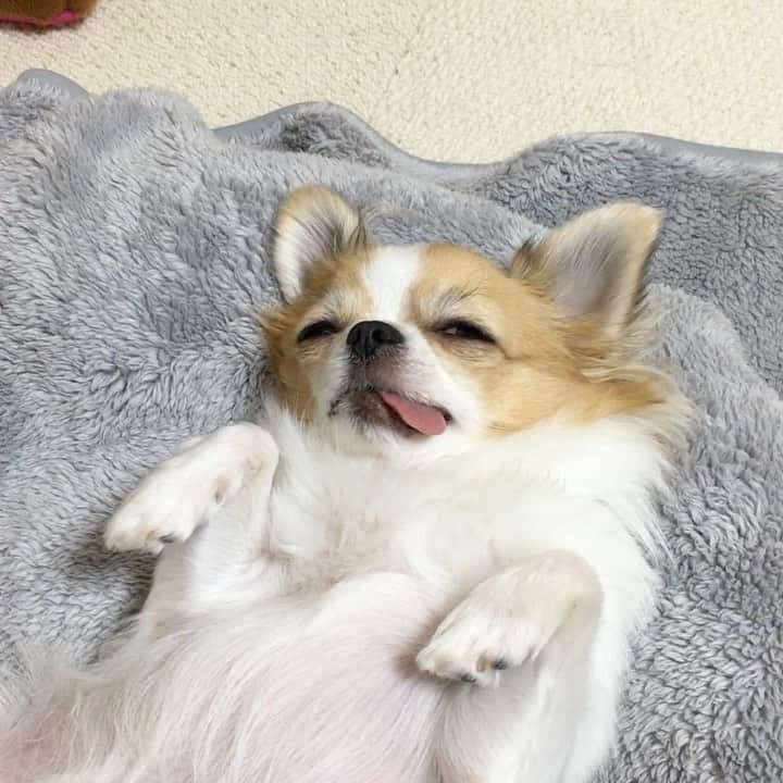 ちまのインスタグラム