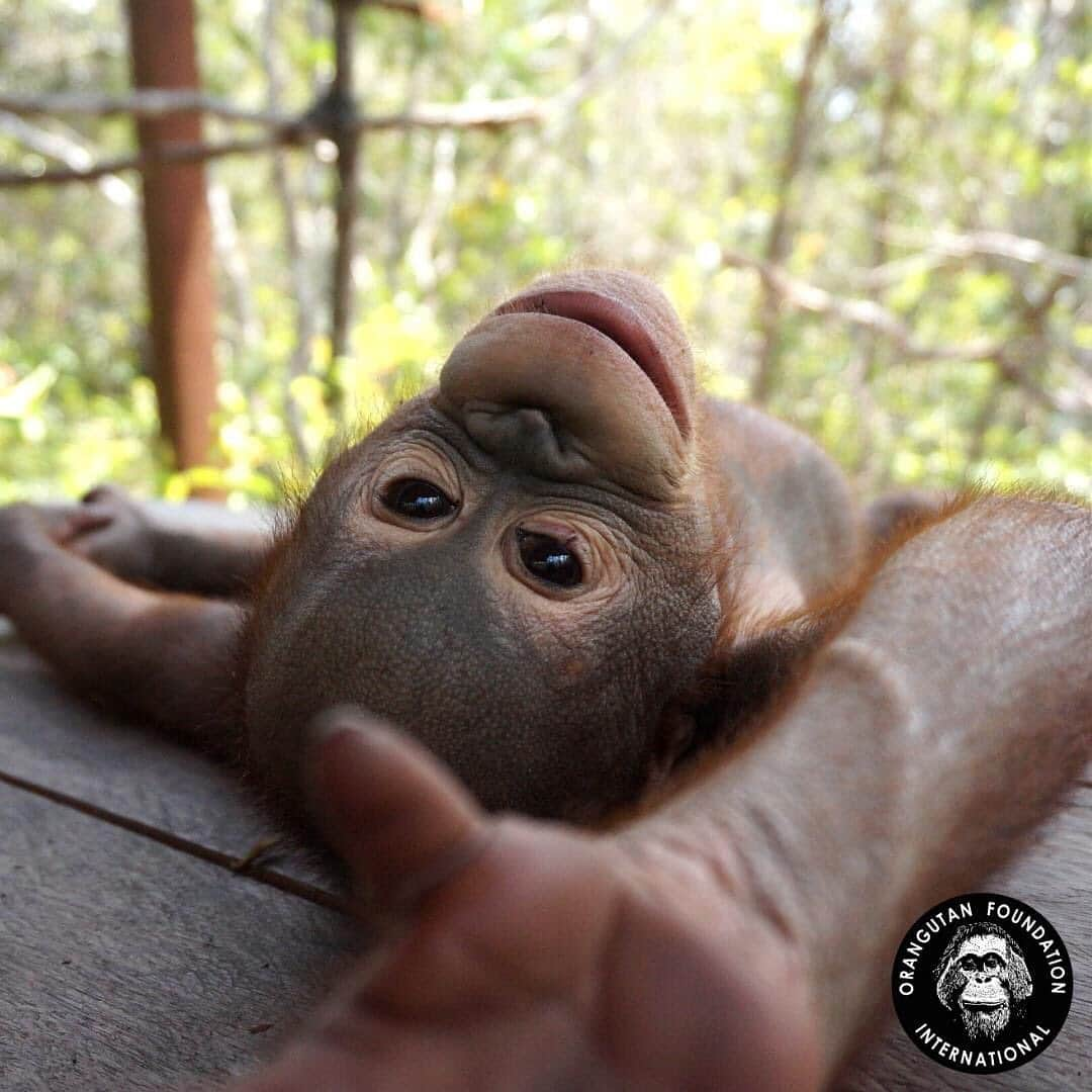 OFI Australiaさんのインスタグラム写真 - (OFI AustraliaInstagram)「Kino has come a long way since he first arrived at OFI’s Care Centre with bullet wounds and other physical signs of distress. Thanks to you, we're able to give him a second chance at a life in the wild 💚🌳🌏  #orangutanrehabilitation #saynotopalmoil #animalwelfare #saveorangutans  ______________________________ 🦧 OFIA President: Kobe Steele kobe@ofiaustralia.com  OFIA Patron: Dr Birute Galdikas @drbirute @orangutanfoundationintl @orangutan.canada www.orangutanfoundation.org.au 🦧 🧡 🦧」1月24日 7時33分 - ofi_australia