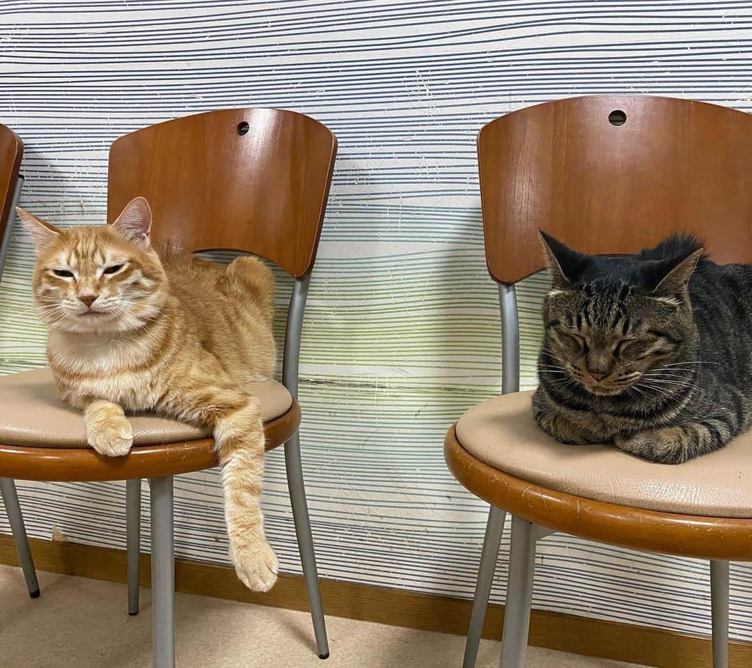 猫カフェきぶん屋さんのインスタグラム写真 - (猫カフェきぶん屋Instagram)「険しい顔して会議に参加する重役たち。  #猫 #ねこ #ネコ」1月24日 7時35分 - nekocafekibunya