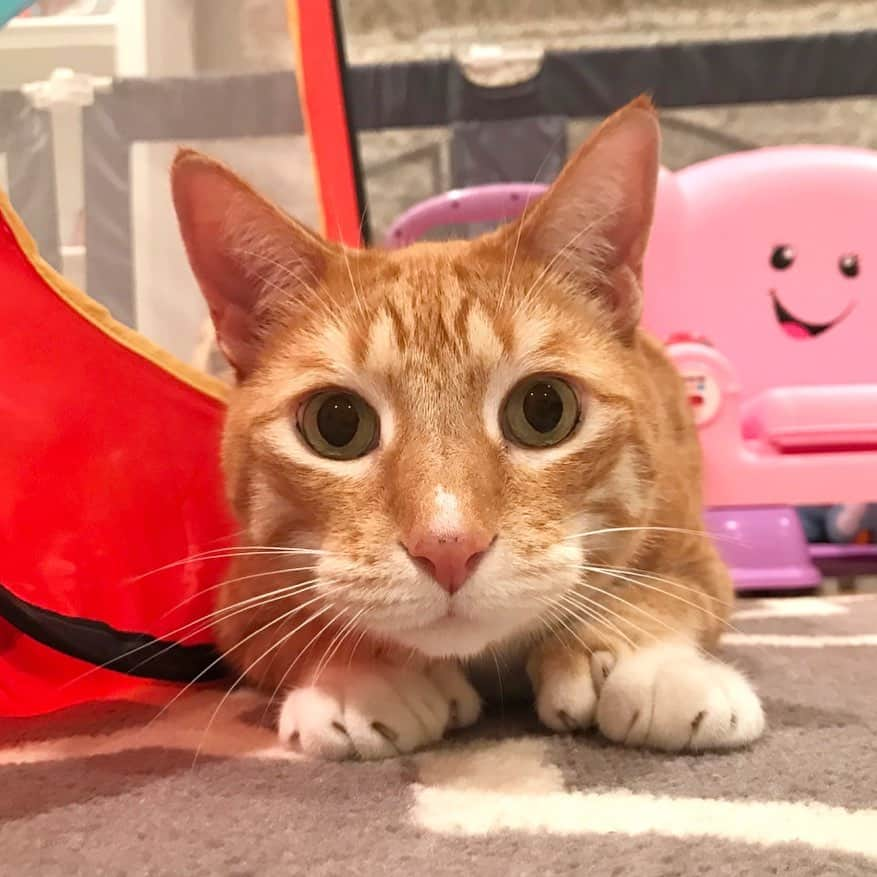 City the Kittyさんのインスタグラム写真 - (City the KittyInstagram)「Hey, how’s your Caturday going? 😸🐾 #staywell #caturday #weekendmood」1月24日 7時39分 - citythekitty