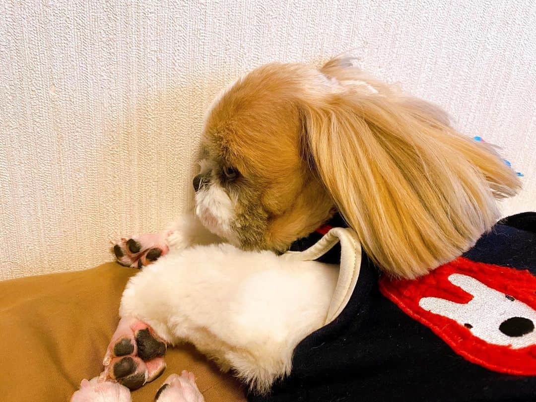 倉田雅世のインスタグラム：「おはようございます。 雨の日曜日。 雪は降るのかなあ。 あったかくしてお過ごしくださいませ。 わんこはぬくぬく夢の中。 #いぬすたぐらむ #いぬのいる暮らし」