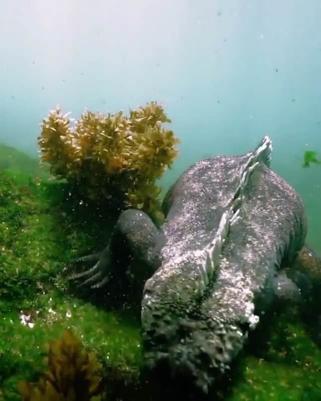 WildLifeのインスタグラム：「If you have ever wondered where the inspiration for Godzilla came from 😍🌎 only in the Galapagos Islands via @robertoochoahe」