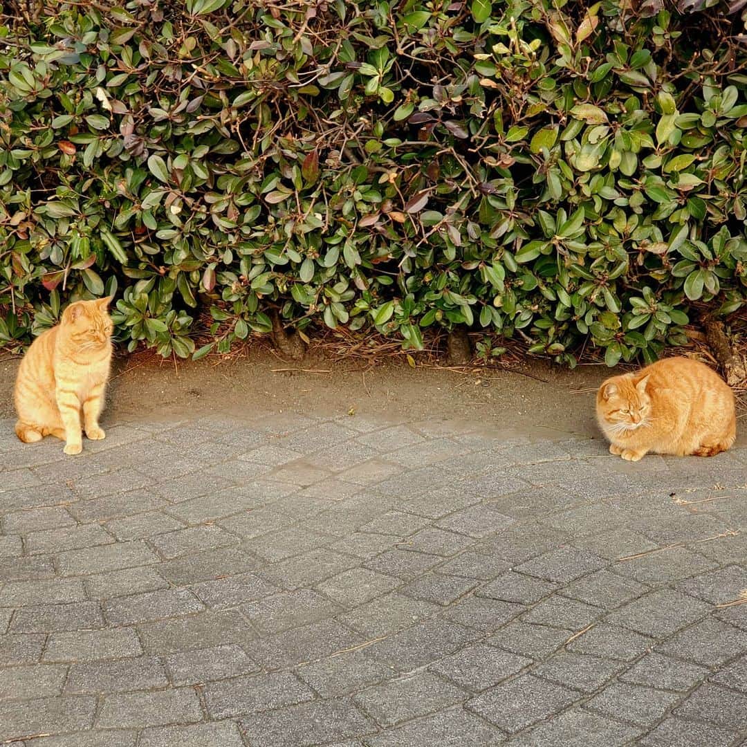 のインスタグラム：「『ソーニャルディスタンス』って言わせたいのかい君たち…🐈️🐾🐾  #ソーシャルディスタンス #猫」