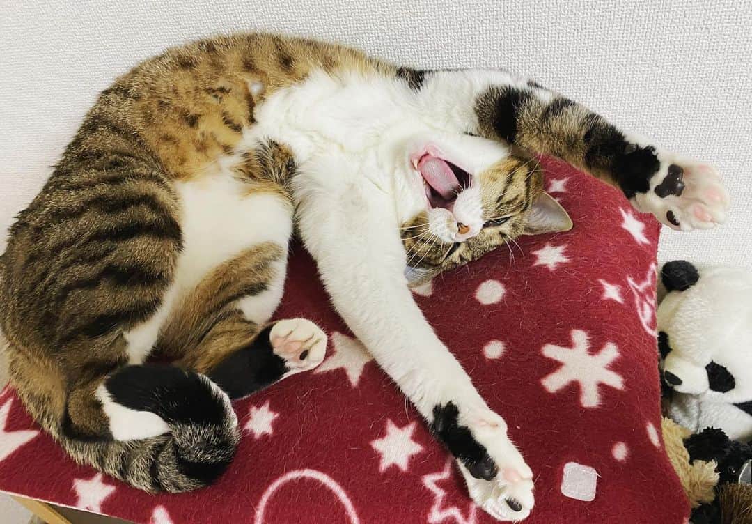 野本かりあのインスタグラム：「雪降らないじゃーん。 おはよう、日曜日❣️ #猫ふぁ　＃lukarly #catsofinstagram #にゃんすたぐらむ」