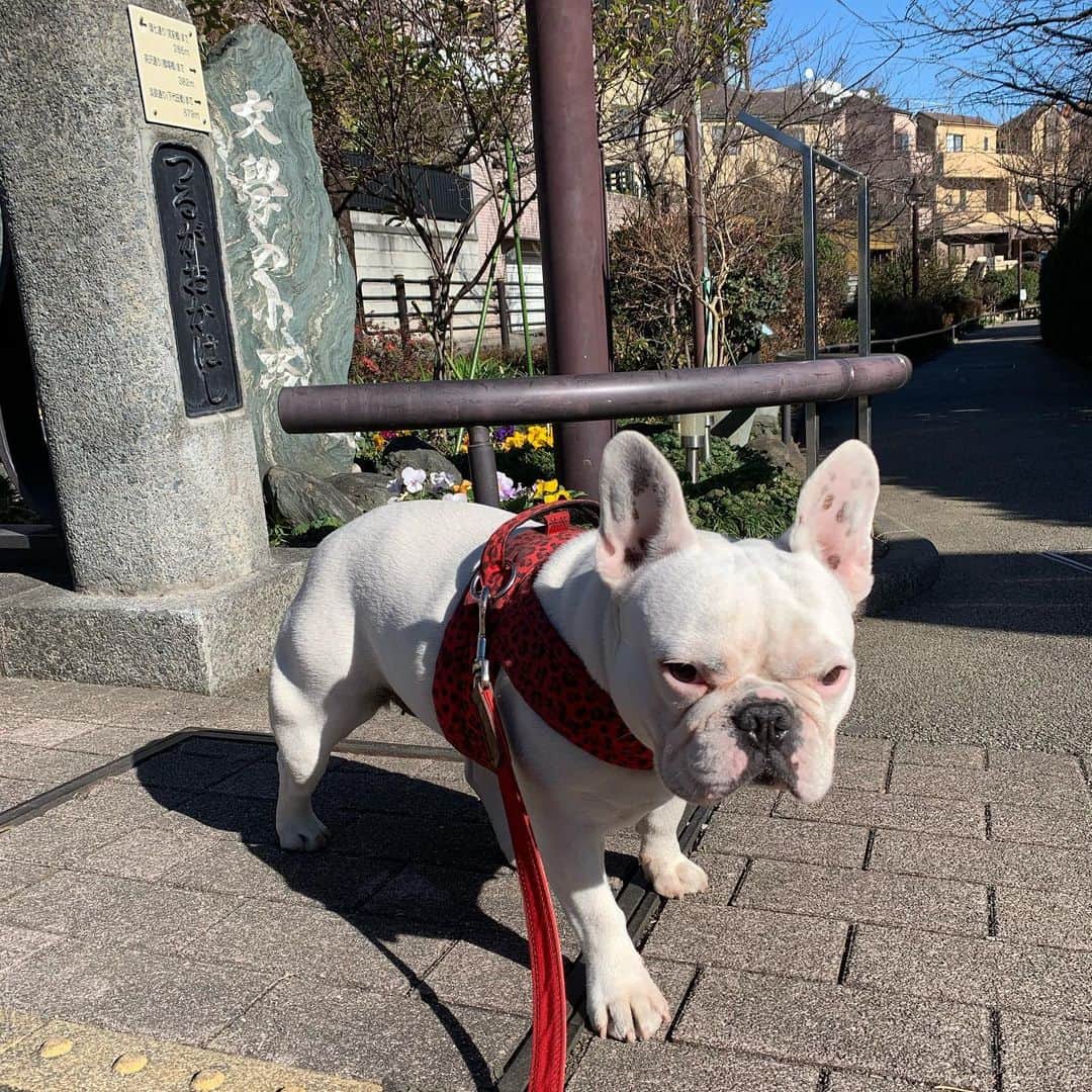 なべやかんさんのインスタグラム写真 - (なべやかんInstagram)「マイリー散歩 斎藤茂吉さんの歌碑。 世田谷には様々な碑がある。  #buhi #ブヒ #ぶひ #フレンチブルドッグ #フレブル #frenchbulldog #なべやかん #フレブル好きと繋がりたい #フレブルのいる生活 #マイリー散歩 #マイリー #miley #下北沢 #下北沢散歩 #buhi #ブヒ #ぶひ #フレンチブルドッグ #フレブル #frenchbulldog #なべやかん #フレブル好きと繋がりたい #フレブルのいる生活 #マイリー散歩 #マイリー #miley #北沢川緑道 #斎藤茂吉歌碑」1月23日 23時52分 - yakan_nabe