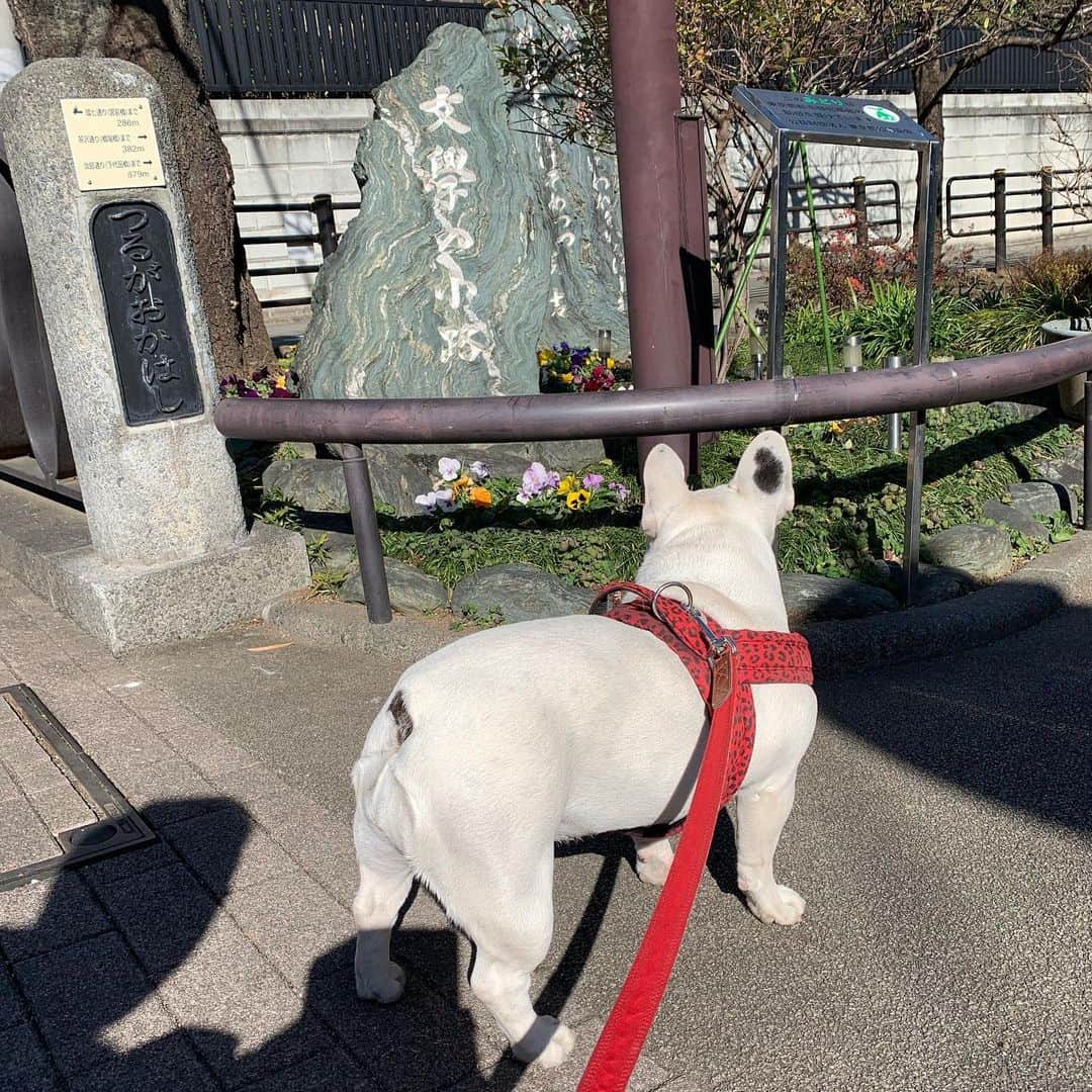 なべやかんさんのインスタグラム写真 - (なべやかんInstagram)「マイリー散歩 斎藤茂吉さんの歌碑。 世田谷には様々な碑がある。  #buhi #ブヒ #ぶひ #フレンチブルドッグ #フレブル #frenchbulldog #なべやかん #フレブル好きと繋がりたい #フレブルのいる生活 #マイリー散歩 #マイリー #miley #下北沢 #下北沢散歩 #buhi #ブヒ #ぶひ #フレンチブルドッグ #フレブル #frenchbulldog #なべやかん #フレブル好きと繋がりたい #フレブルのいる生活 #マイリー散歩 #マイリー #miley #北沢川緑道 #斎藤茂吉歌碑」1月23日 23時52分 - yakan_nabe