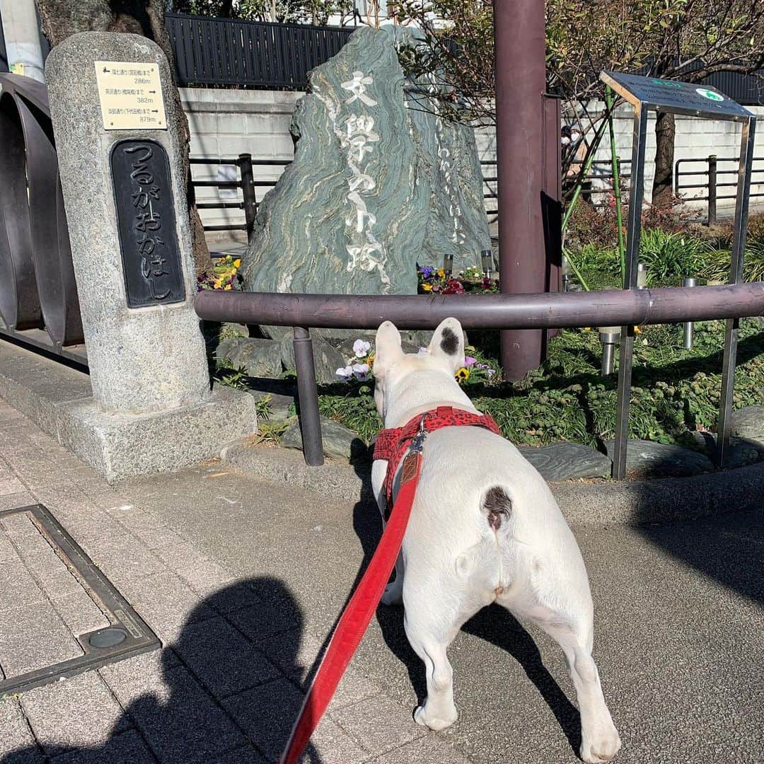 なべやかんさんのインスタグラム写真 - (なべやかんInstagram)「マイリー散歩 斎藤茂吉さんの歌碑。 世田谷には様々な碑がある。  #buhi #ブヒ #ぶひ #フレンチブルドッグ #フレブル #frenchbulldog #なべやかん #フレブル好きと繋がりたい #フレブルのいる生活 #マイリー散歩 #マイリー #miley #下北沢 #下北沢散歩 #buhi #ブヒ #ぶひ #フレンチブルドッグ #フレブル #frenchbulldog #なべやかん #フレブル好きと繋がりたい #フレブルのいる生活 #マイリー散歩 #マイリー #miley #北沢川緑道 #斎藤茂吉歌碑」1月23日 23時52分 - yakan_nabe