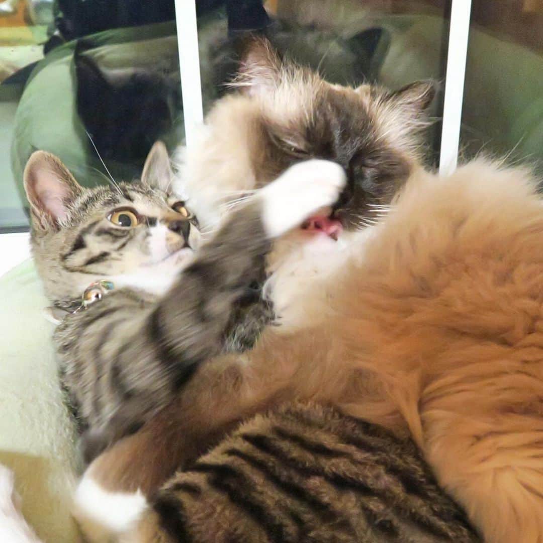 takegaeruのインスタグラム：「2年半前くらいの子育てモード ランちゃんマン。微笑ましいなぁ（笑  #cat #猫 #ragdoll #ラグドール #ホワイトポッチーズ #よもねこ #よもぎねこ #キジトラ #きじとら」