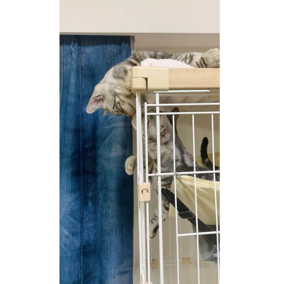 栗原恵さんのインスタグラム写真 - (栗原恵Instagram)「🌰 ロミオとジュリエット…！？  #縁と紬🦖🦖  #アメリカンショートヘア #アメショー #保護猫 #猫のいる暮らし」1月24日 0時18分 - megumi_kurihara_official