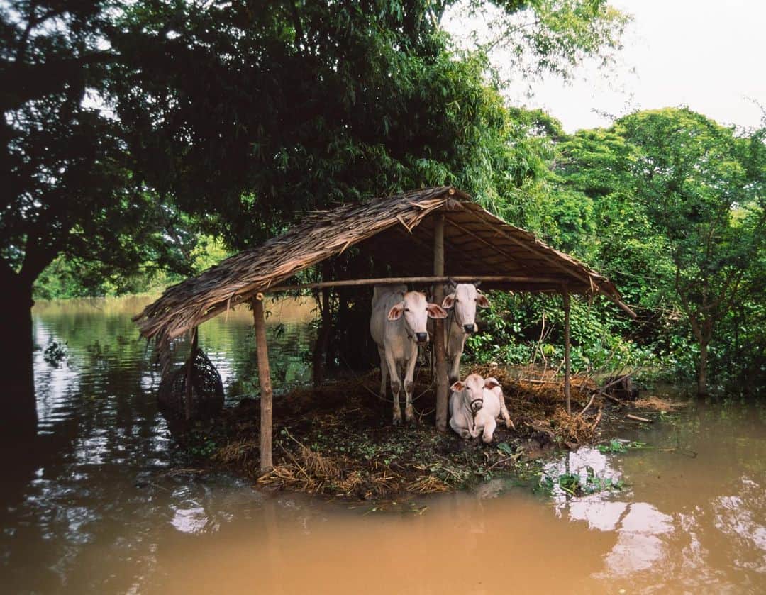 Michael Yamashitaさんのインスタグラム写真 - (Michael YamashitaInstagram)「A River Runs Through It: recent weeks have seen some of the worst flooding in Cambodia for decades, leaving communities across the Kingdom submerged. What has resulted has been death and injury, displaced households, and major interruptions to the education of young students. For hundreds of years, communities across Southeast Asia that live by and on the Mekong River have adapted to the seasonal cycles of drought and flood, building homes on stilts with floors that can rise and fall with the waters. But this year’s catastrophic floods have broken records and exposed the effects of decades of global warming, environmental mismanagement. Development, too, has meant the filling in of wetlands and lakes, removing the area's natural flood barriers.The Humanitarian Response Forum reports that as of late October there had been 38 deaths and 14,299 displaced households across 19 of 25 provinces. Deadly downpours have also wreaked havoc across all of Southeast Asia, with more Cambodians, Laotians and Vietnamese reported to have died this year as a result of flooding than due to the corona virus pandemic. #mekong #mekongriver #cambodiaflood @sea_globe」1月24日 0時24分 - yamashitaphoto
