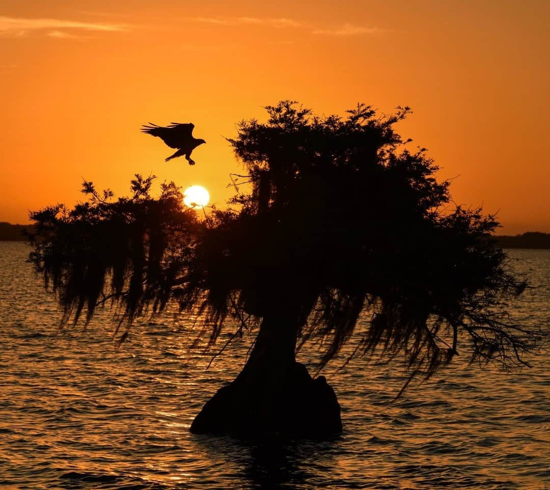 National Geographic Travelさんのインスタグラム写真 - (National Geographic TravelInstagram)「Photo by Keith Ladzinski @ladzinski / A silhouetted osprey returning to its nest atop a dwarf cypress tree at sunrise in the Florida Everglades. During the nesting season, adult birds are tasked to hunt three to five times more frequently to keep up with the voracious appetites of their chicks, making for an exhausting schedule. #osprey」1月24日 0時37分 - natgeotravel